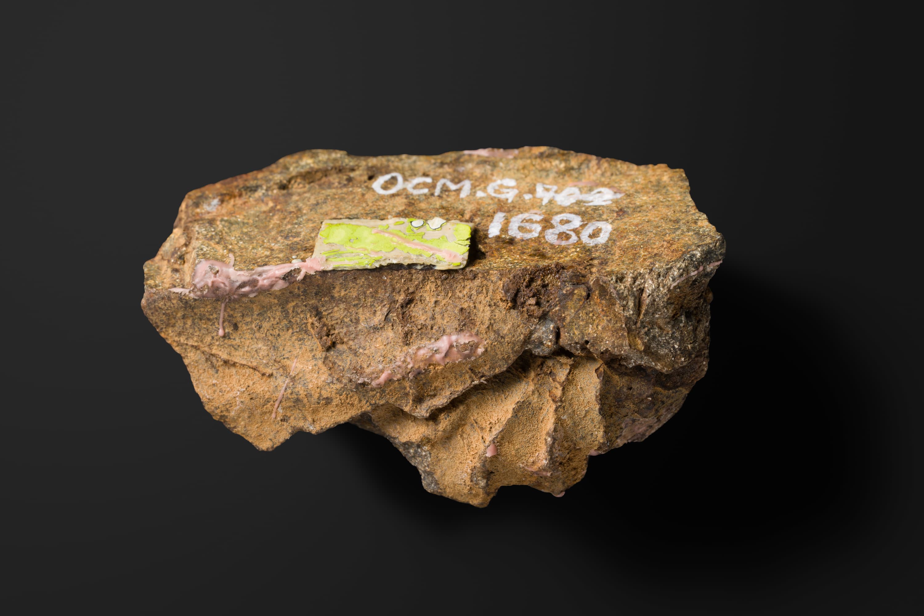 二枚貝 イソシプリナ（マルスダレガイ）2