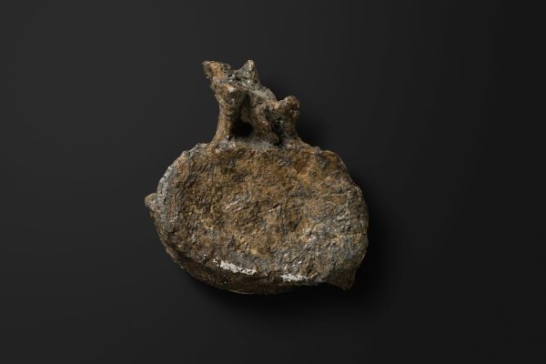 は虫類　エラスモサウルス類の椎骨画像