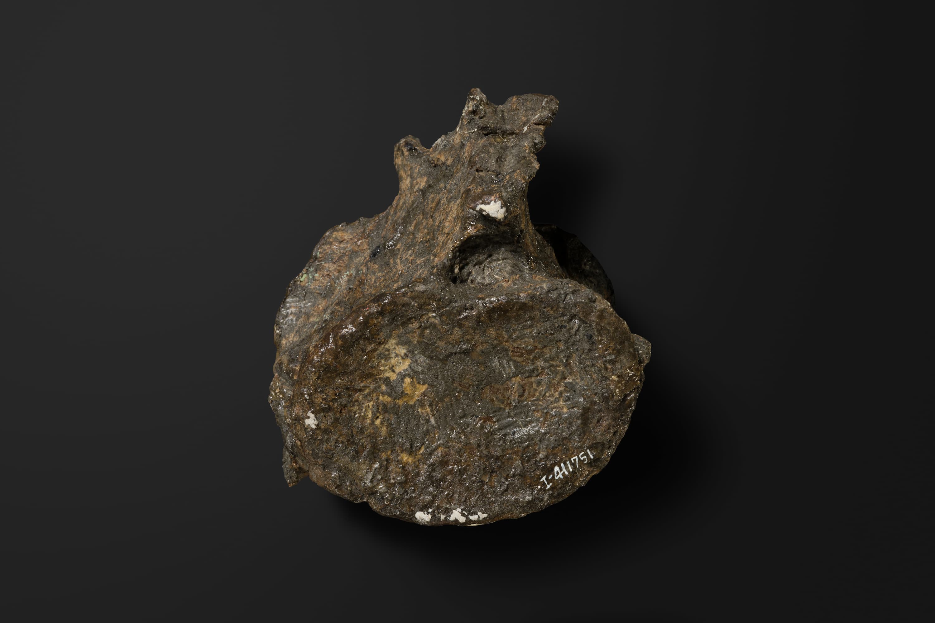 は虫類　エラスモサウルス類の椎骨2