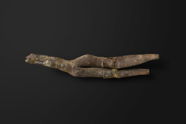 は虫類　エラスモサウルス類の腹肋骨画像