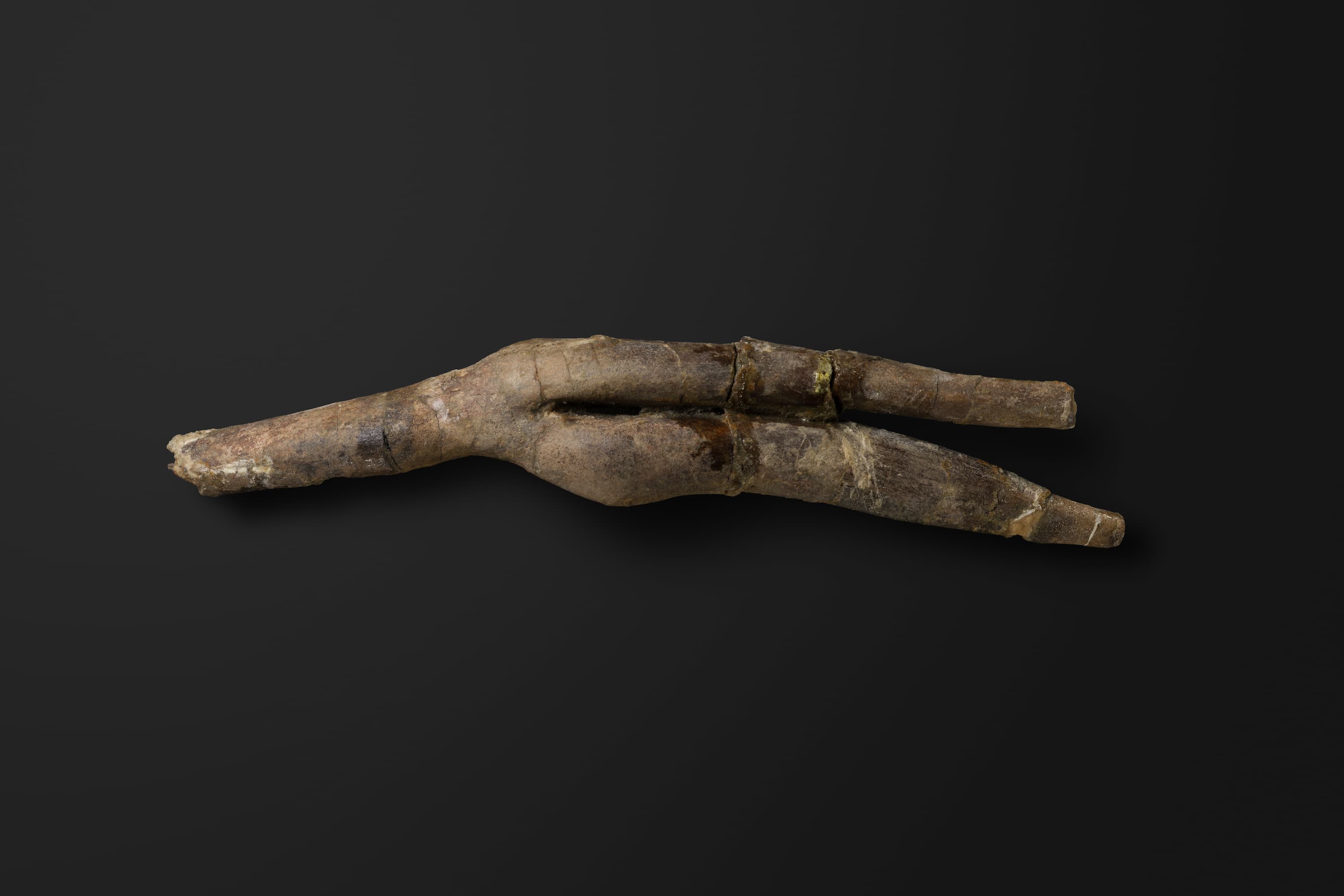 は虫類　エラスモサウルス類の腹肋骨2