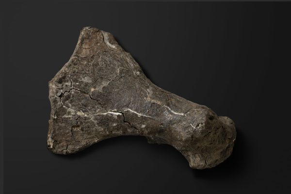 は虫類　エラスモサウルス類の大腿骨画像