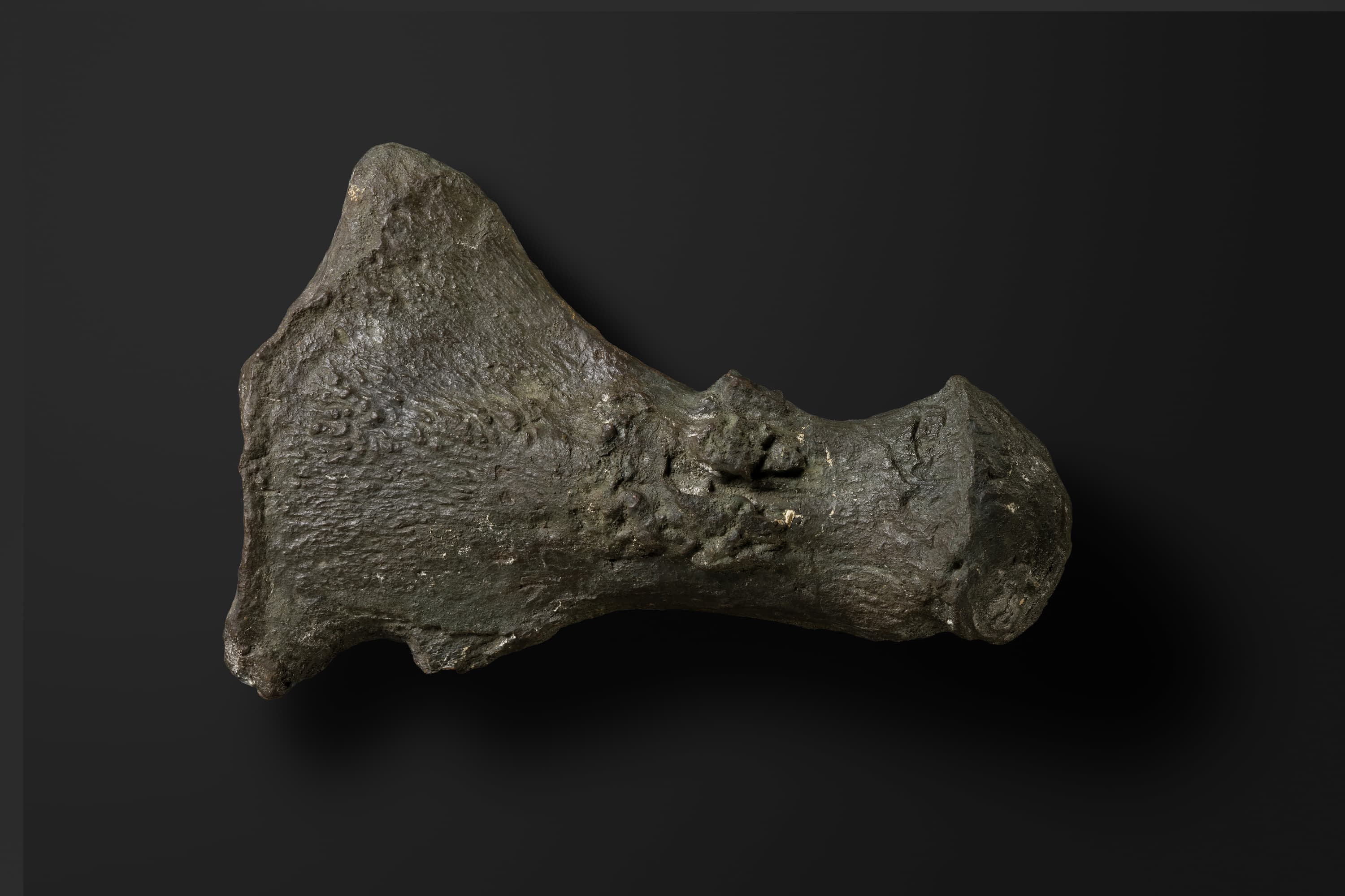 は虫類　エラスモサウルス類の大腿骨2