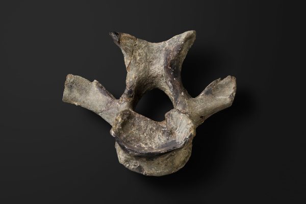 恐竜　ハドロサウルス類の椎骨画像