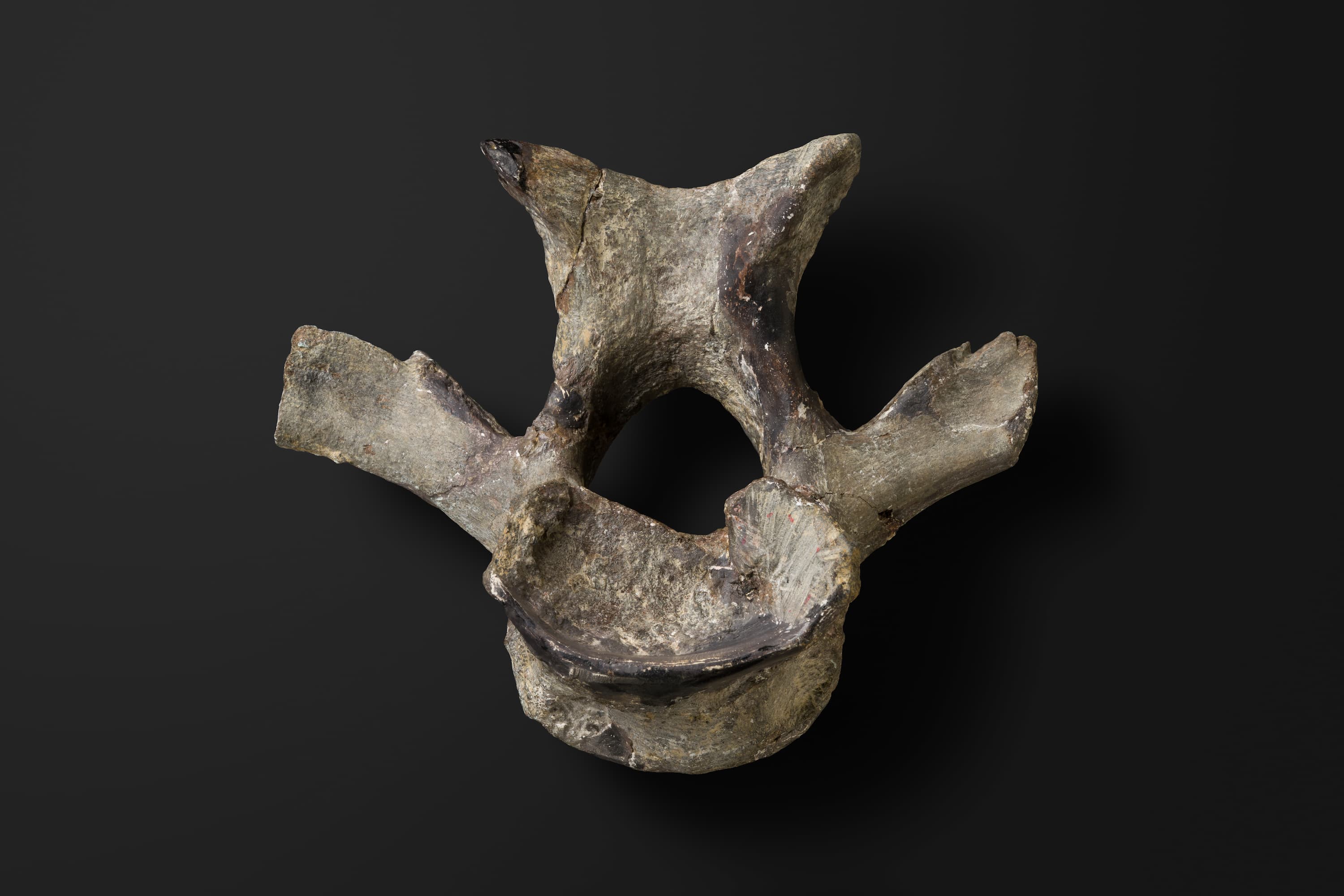 恐竜　ハドロサウルス類の椎骨1