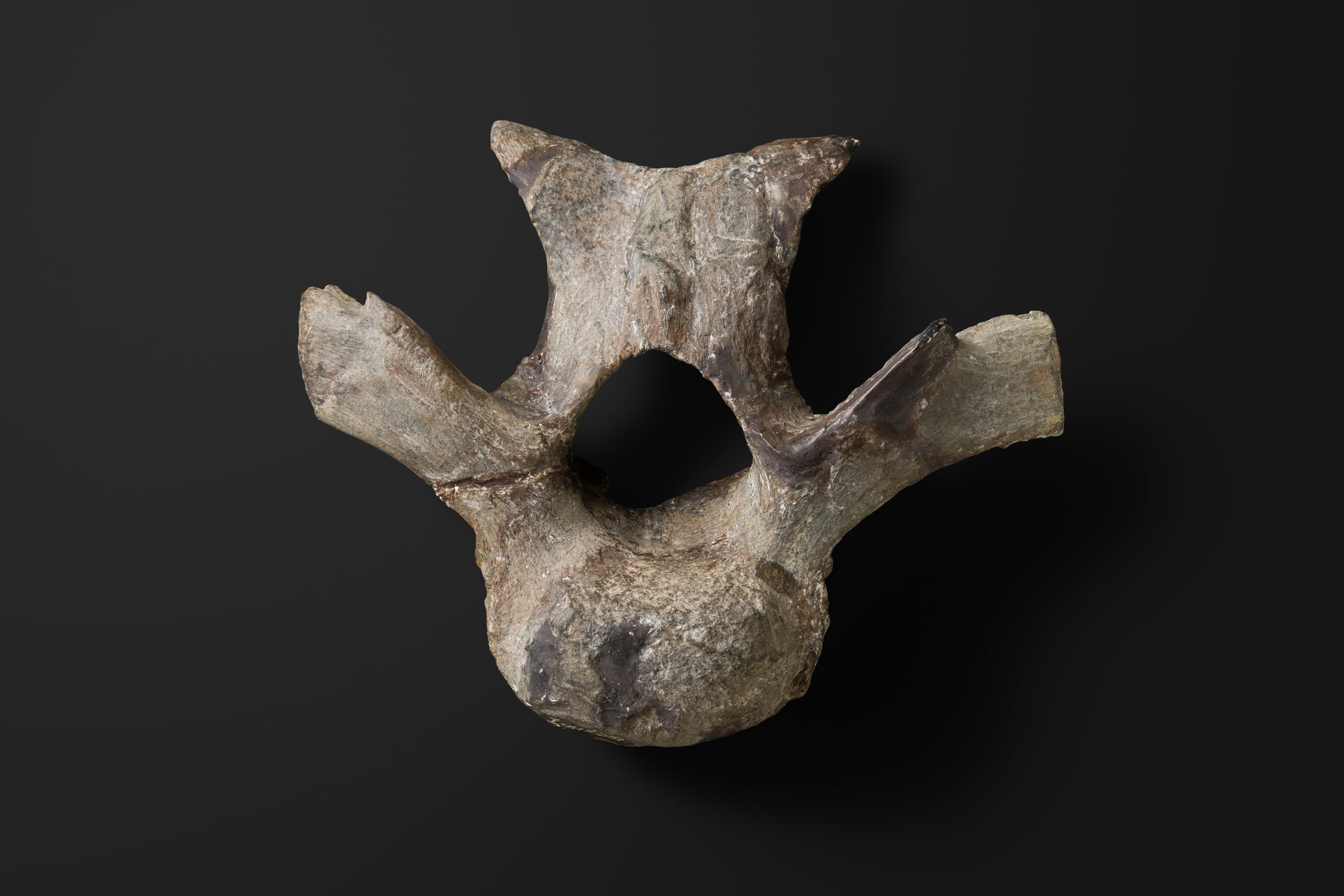 恐竜　ハドロサウルス類の椎骨2