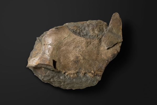 は虫類　ポリコティルス類の鳥口骨画像