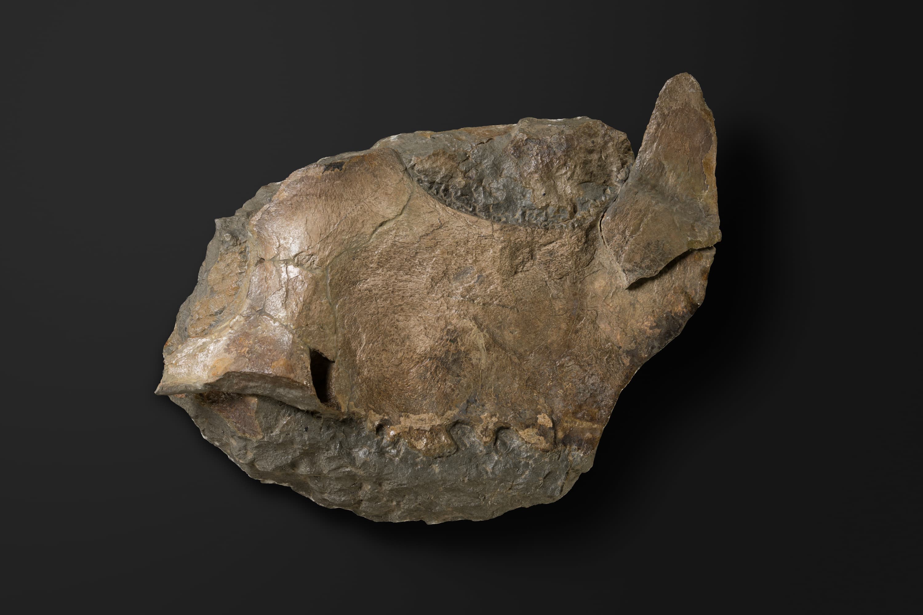 は虫類　ポリコティルス類の鳥口骨1