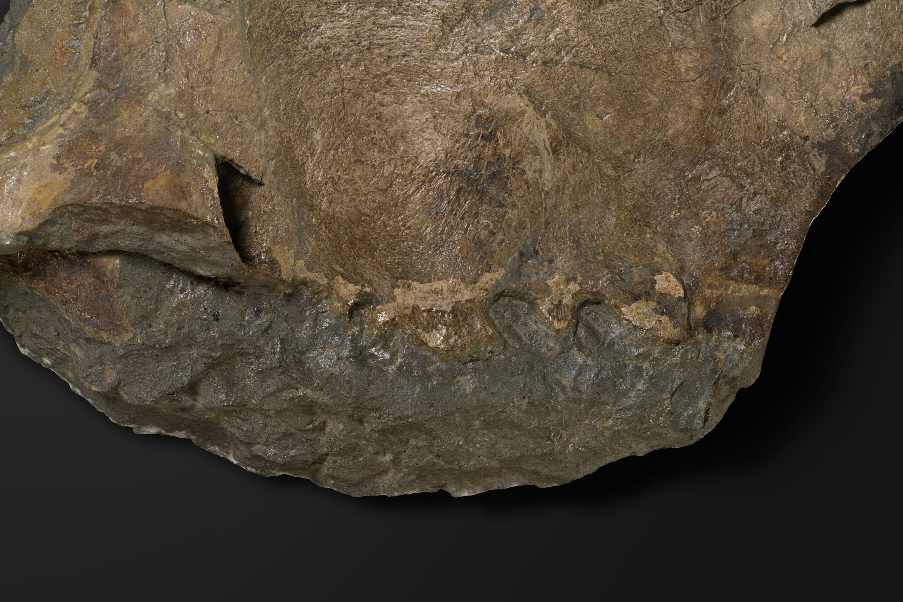 は虫類　ポリコティルス類の鳥口骨2