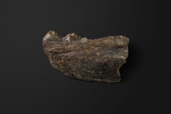 は虫類　モササウルス類の下顎骨画像