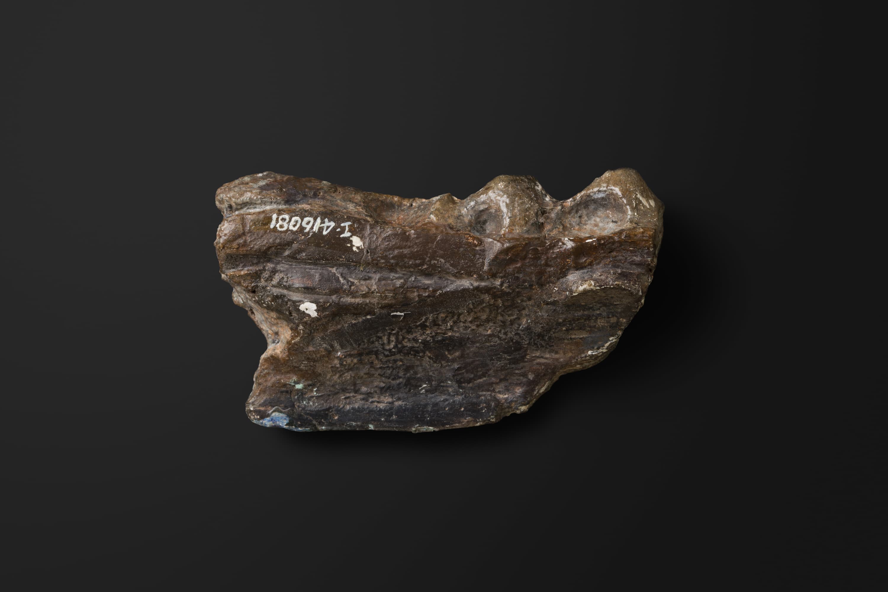 は虫類　モササウルス類の下顎骨2