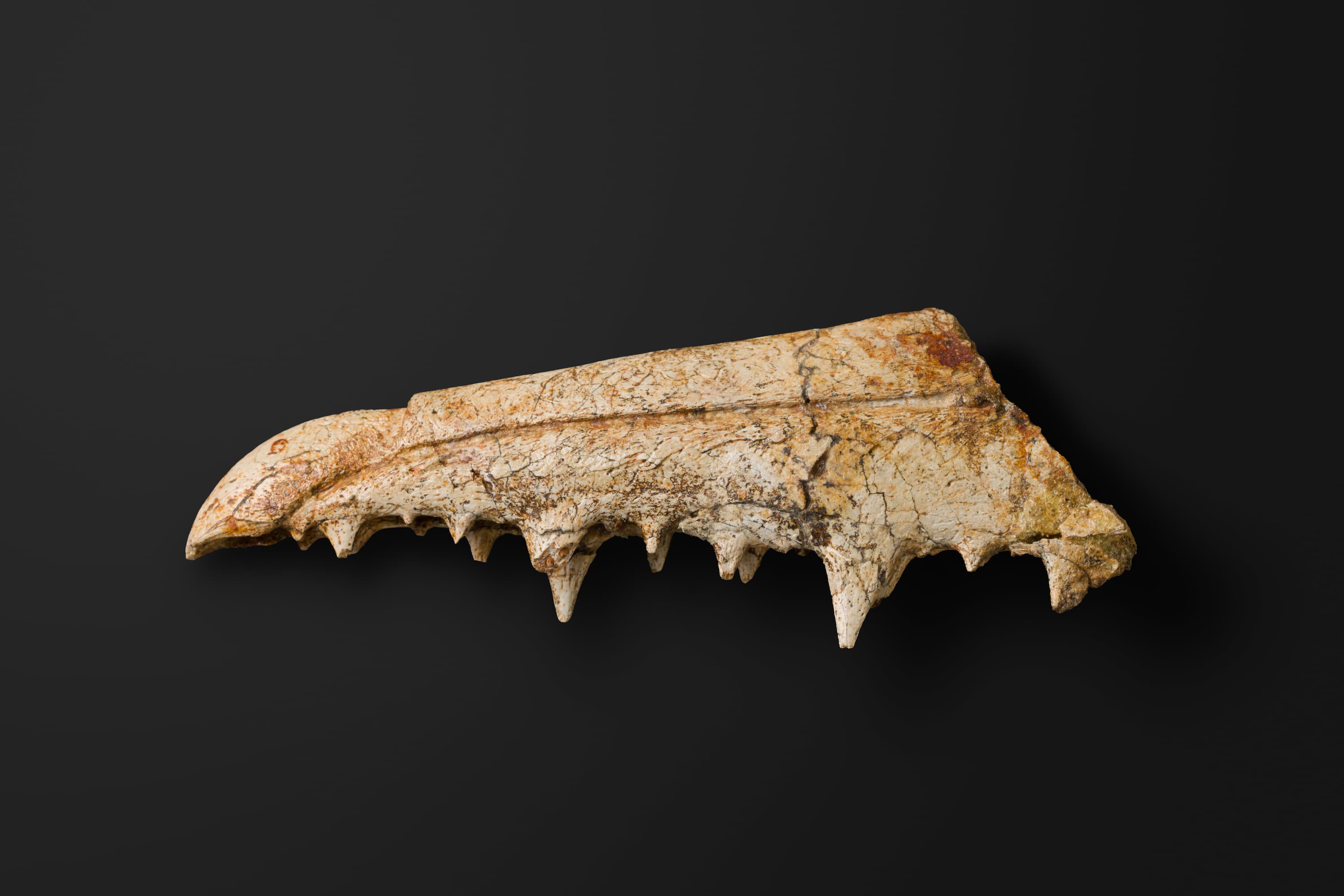 鳥類　ペラゴルニス類の上顎骨2