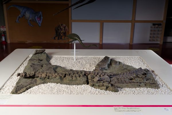 は虫類　フタバスズキリュウ産状標本画像