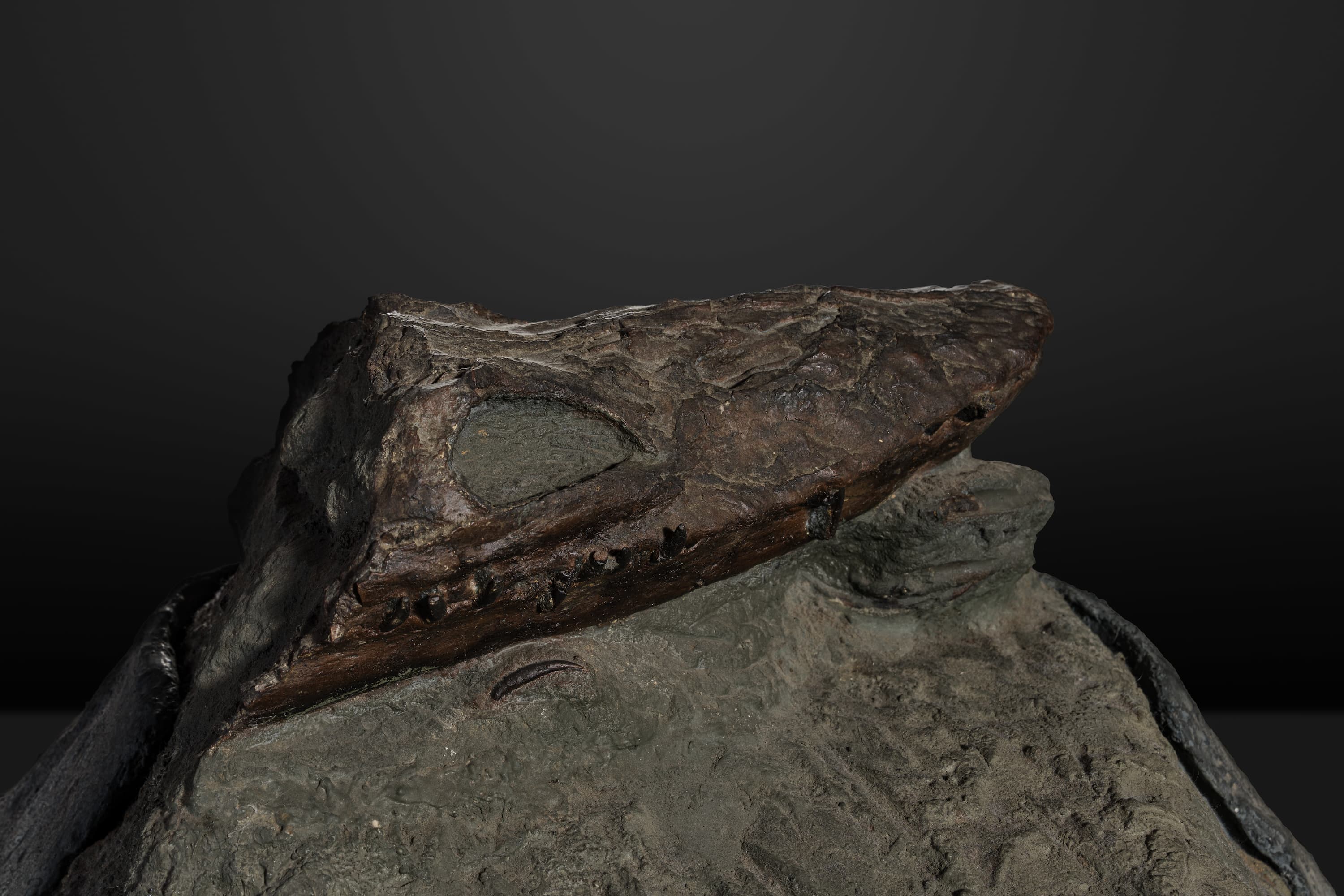 は虫類　フタバスズキリュウ産状標本2