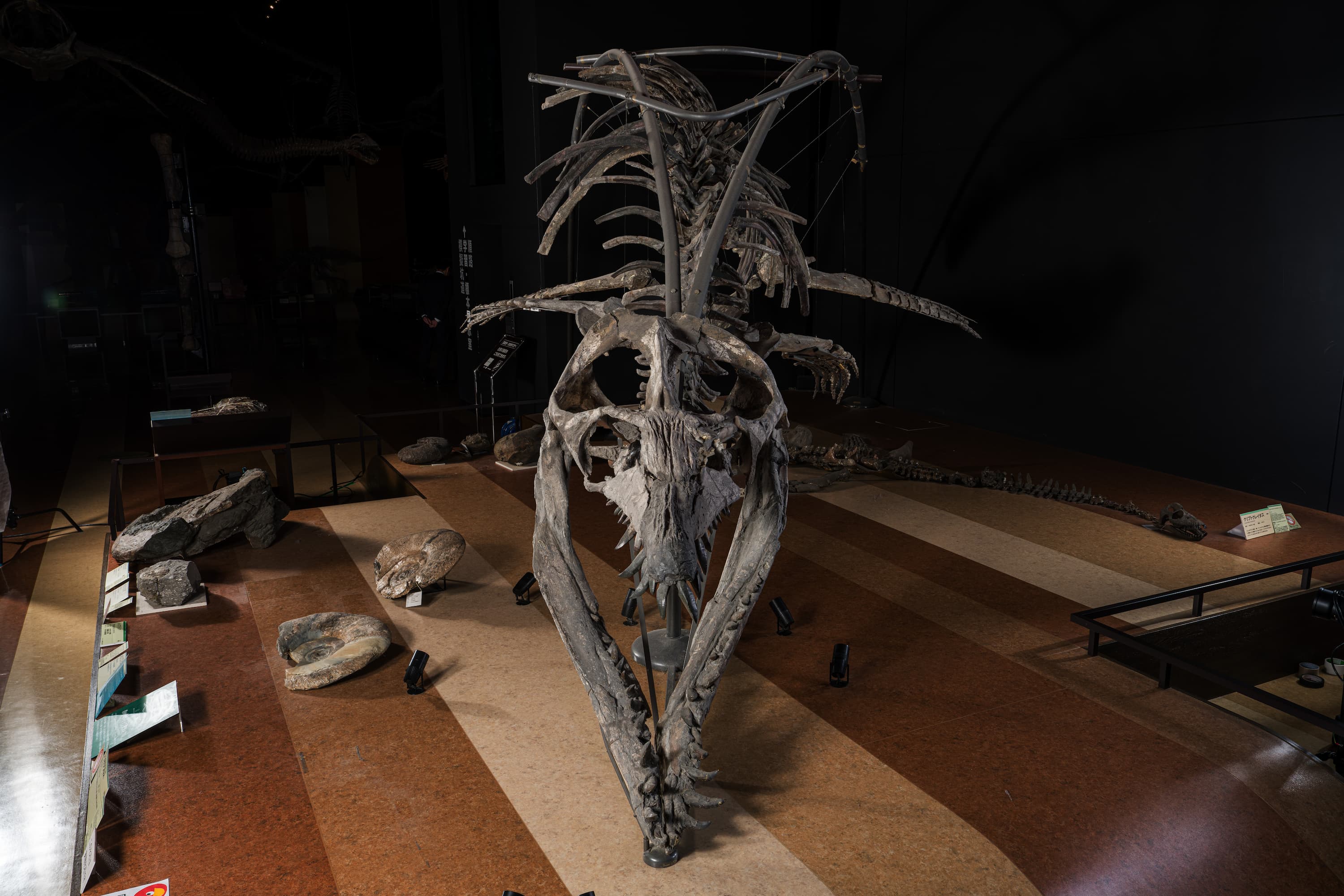 は虫類　プリオサウルス全身骨格2