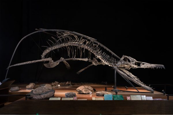 は虫類　プリオサウルス全身骨格画像