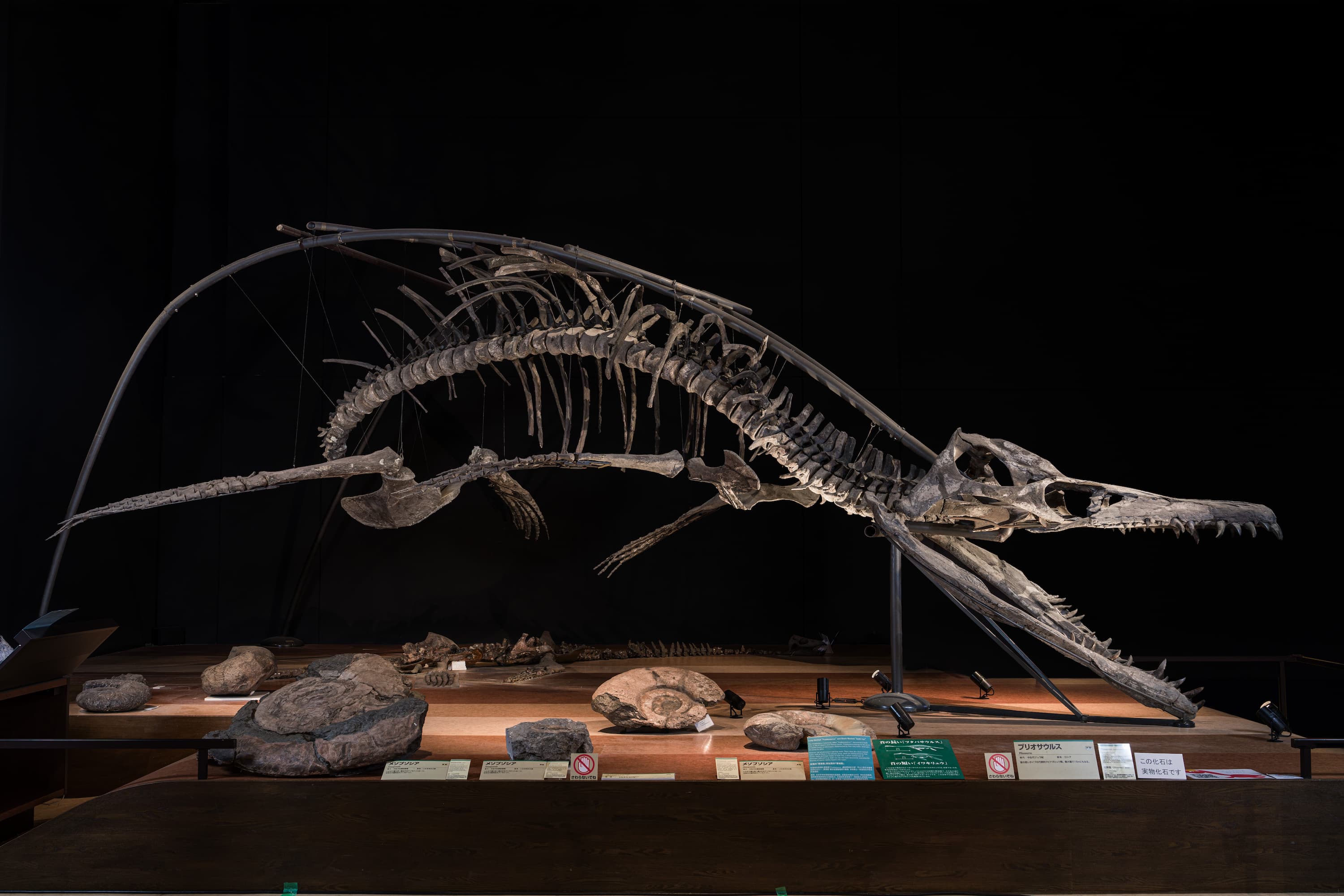 は虫類　プリオサウルス全身骨格1