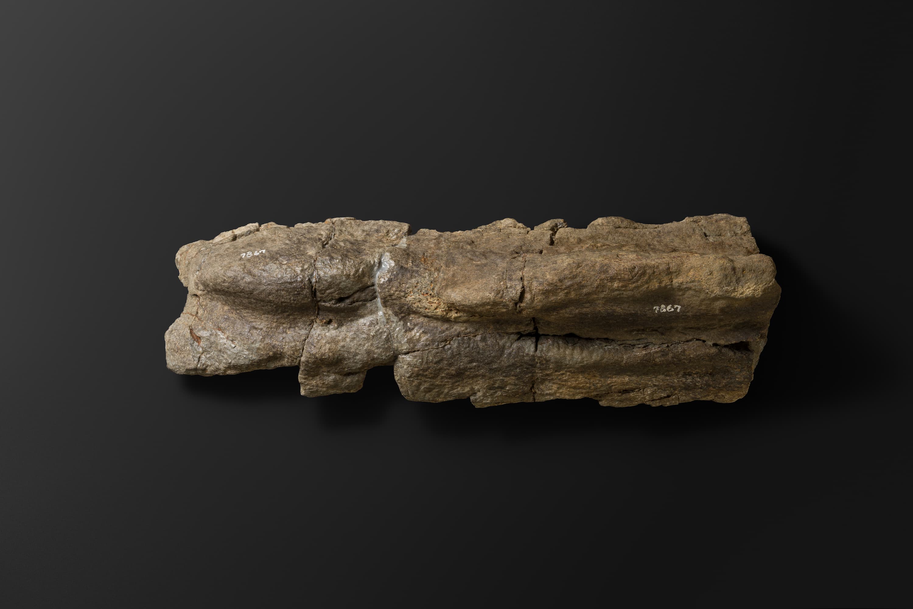 ほ乳類　マムロガワクジラの右下顎骨6_10_1