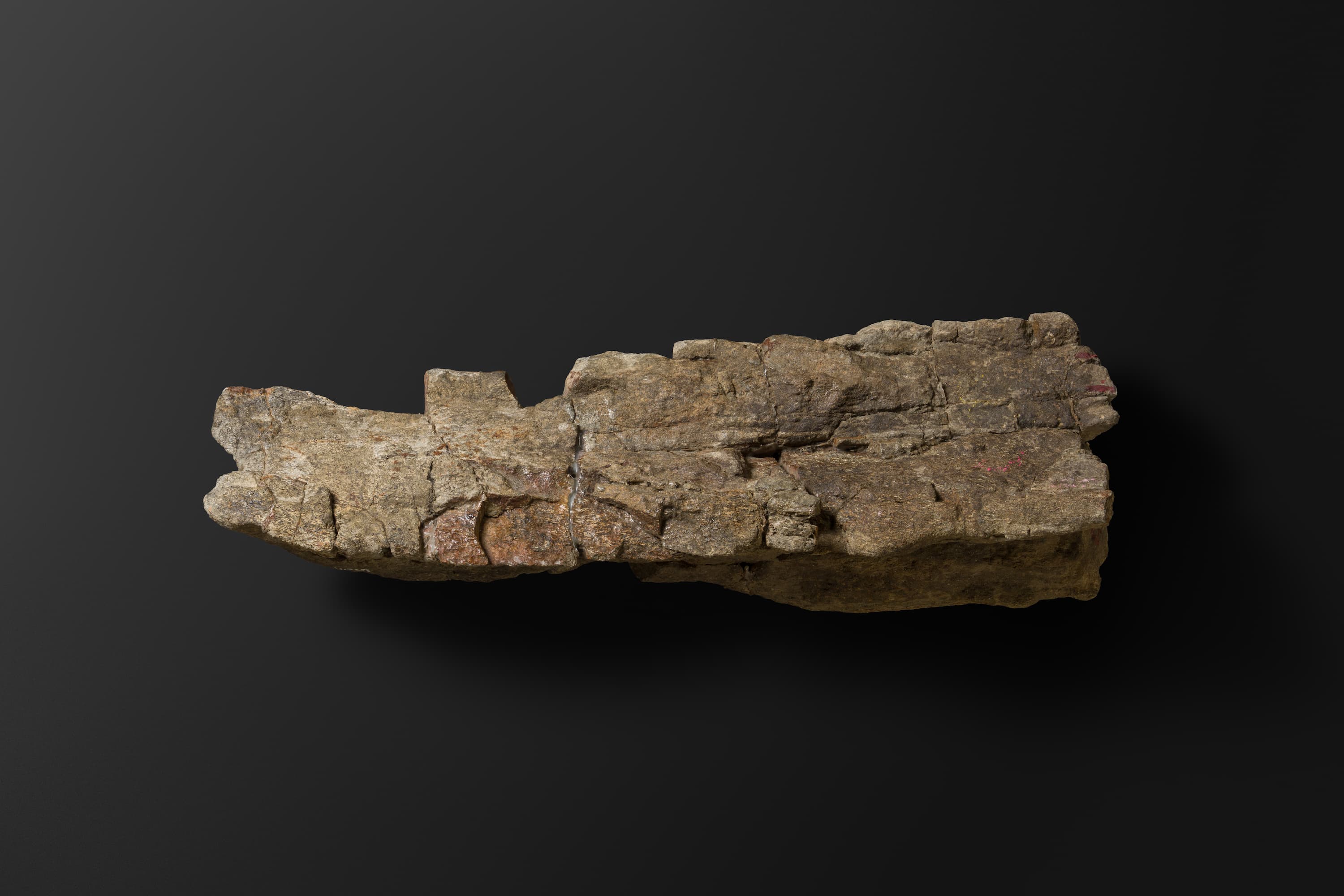 ほ乳類　マムロガワクジラの右下顎骨6_10_2