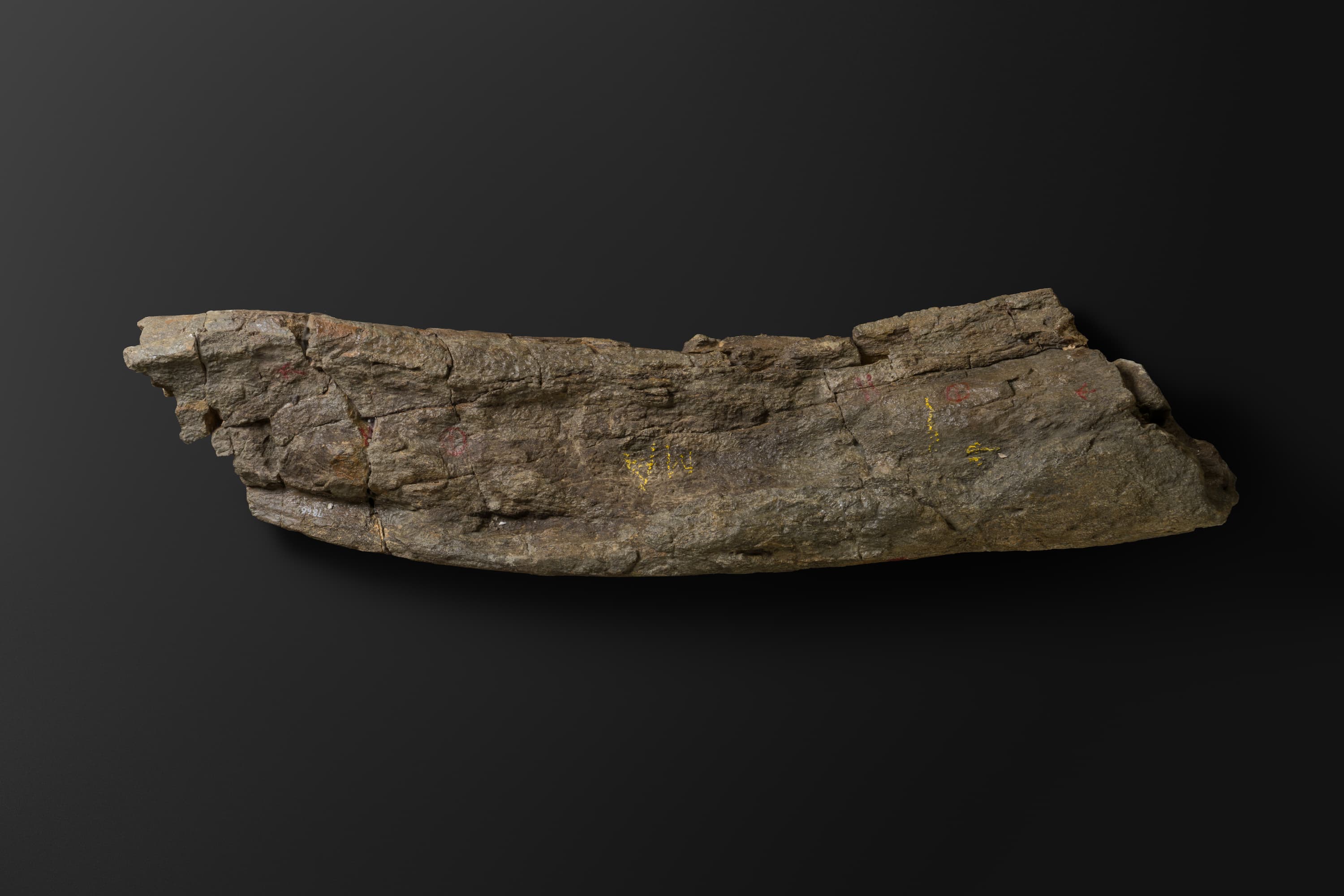 ほ乳類　マムロガワクジラの左下顎骨6_11_1