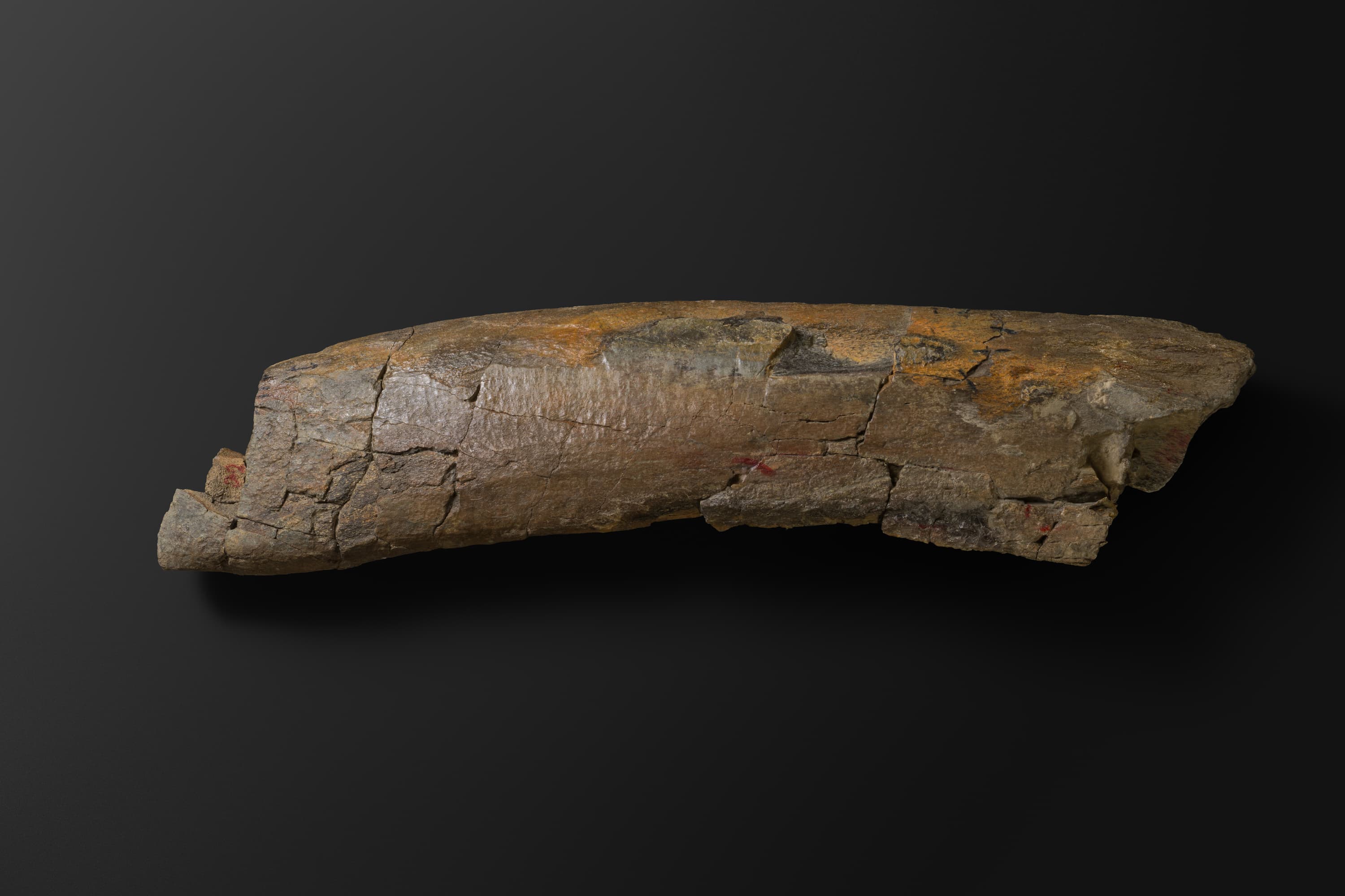 ほ乳類　マムロガワクジラの左下顎骨6_11_2