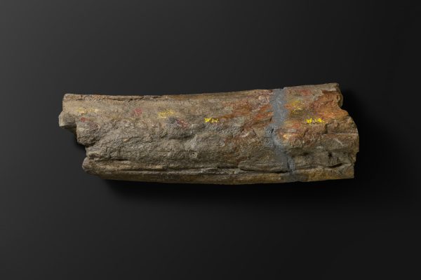 ほ乳類　マムロガワクジラの左下顎骨画像