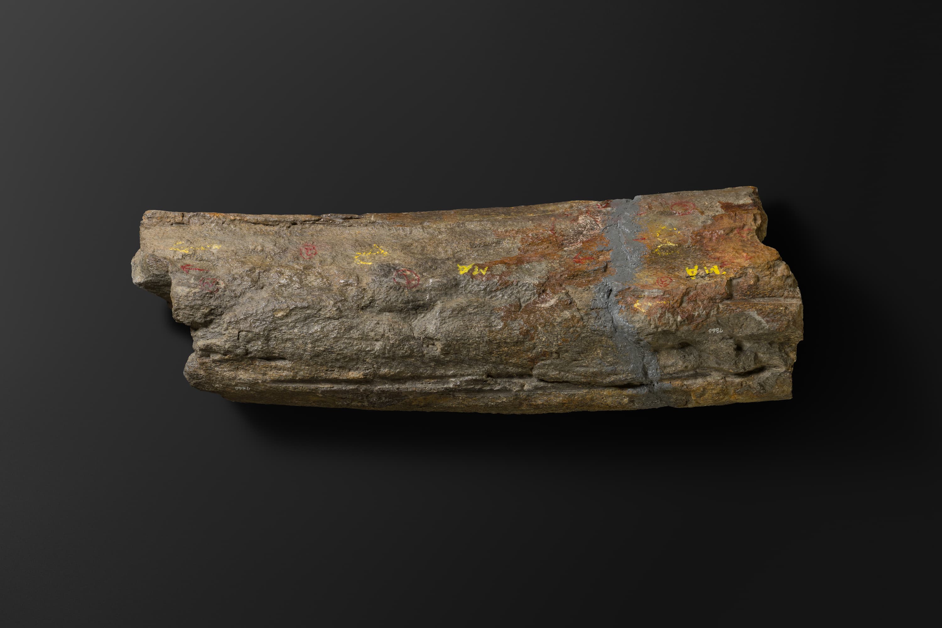 ほ乳類　マムロガワクジラの左下顎骨6_12_1