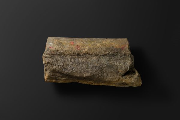 ほ乳類　マムロガワクジラの左下顎骨画像