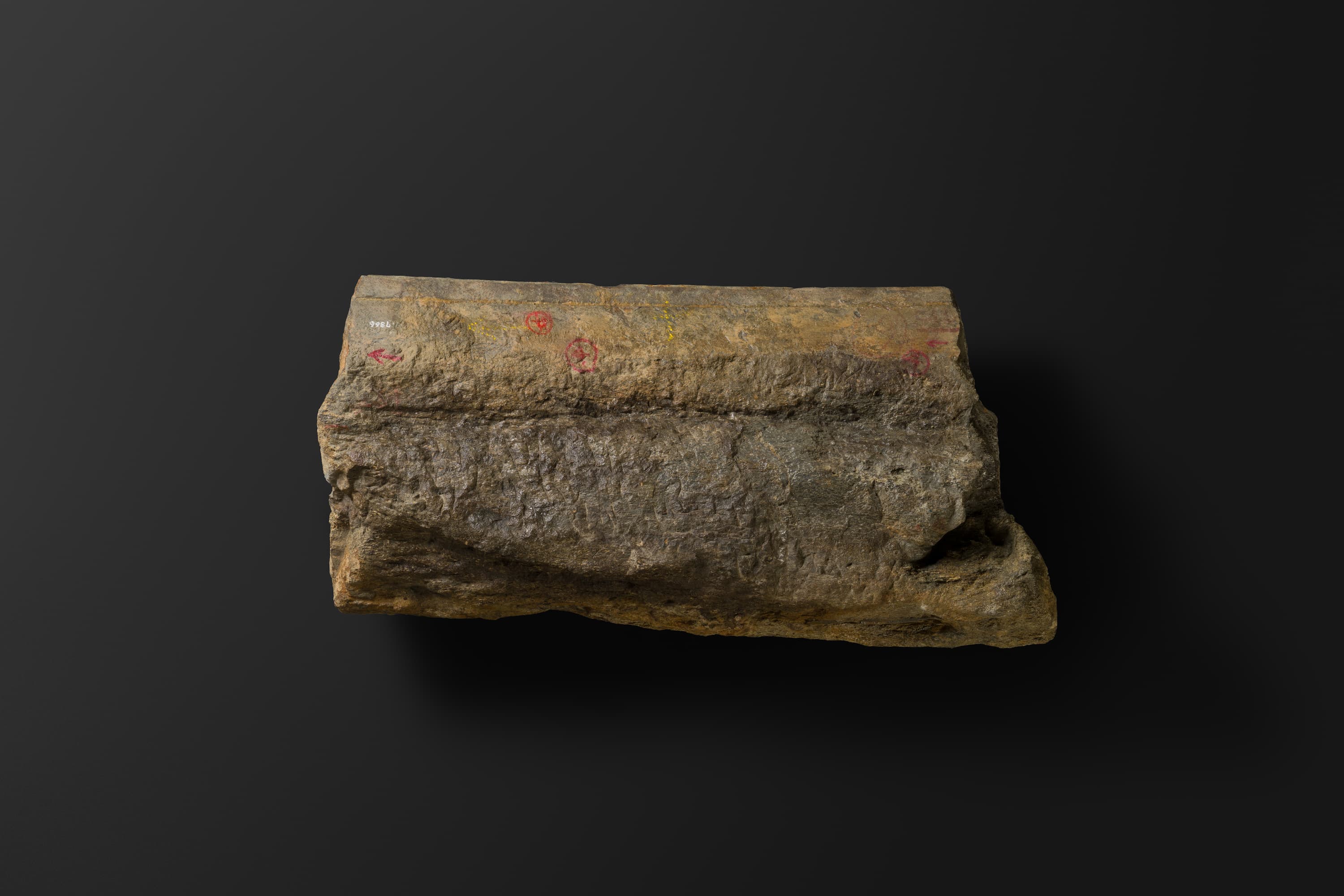 ほ乳類　マムロガワクジラの左下顎骨6_13_1