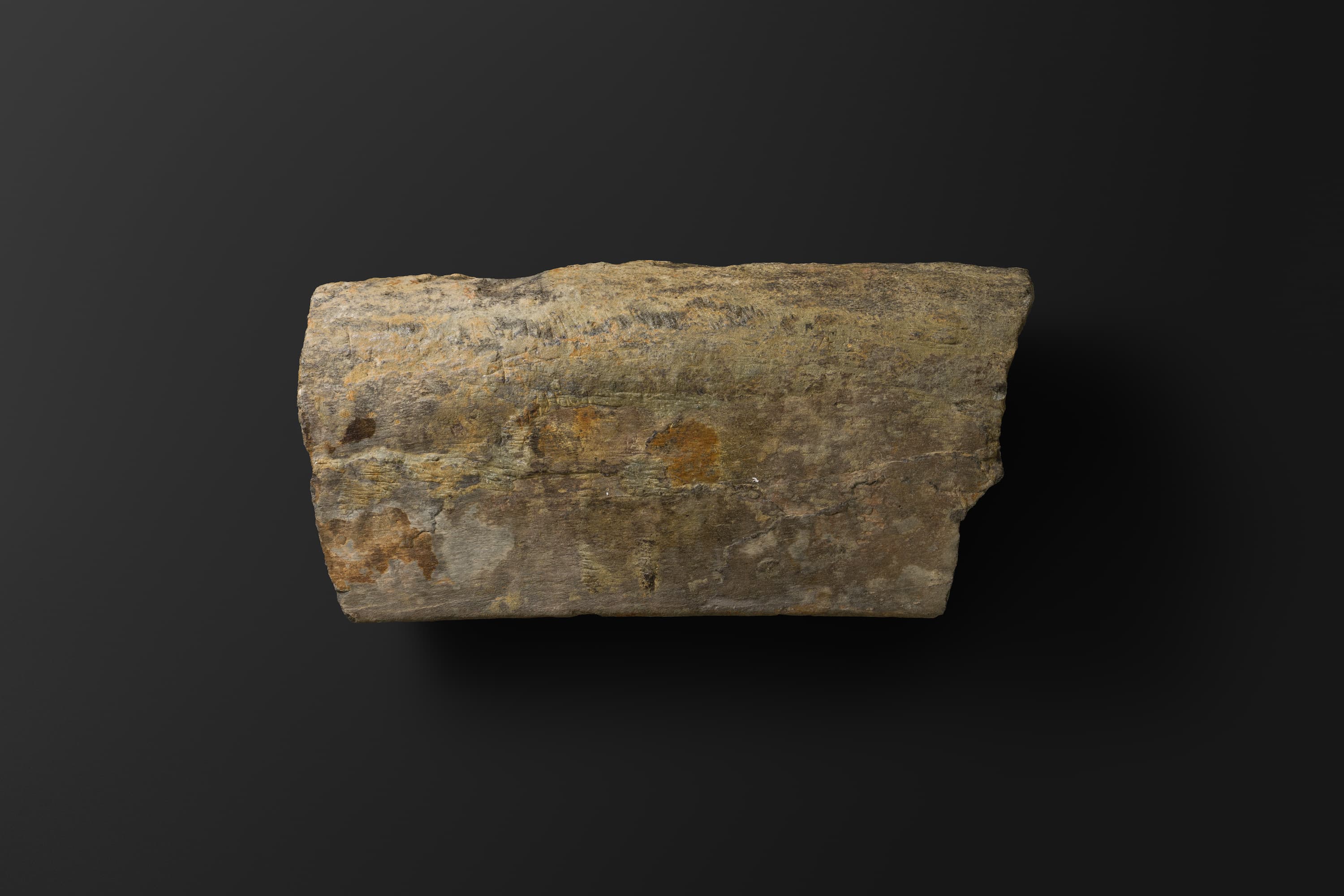 ほ乳類　マムロガワクジラの左下顎骨6_13_2