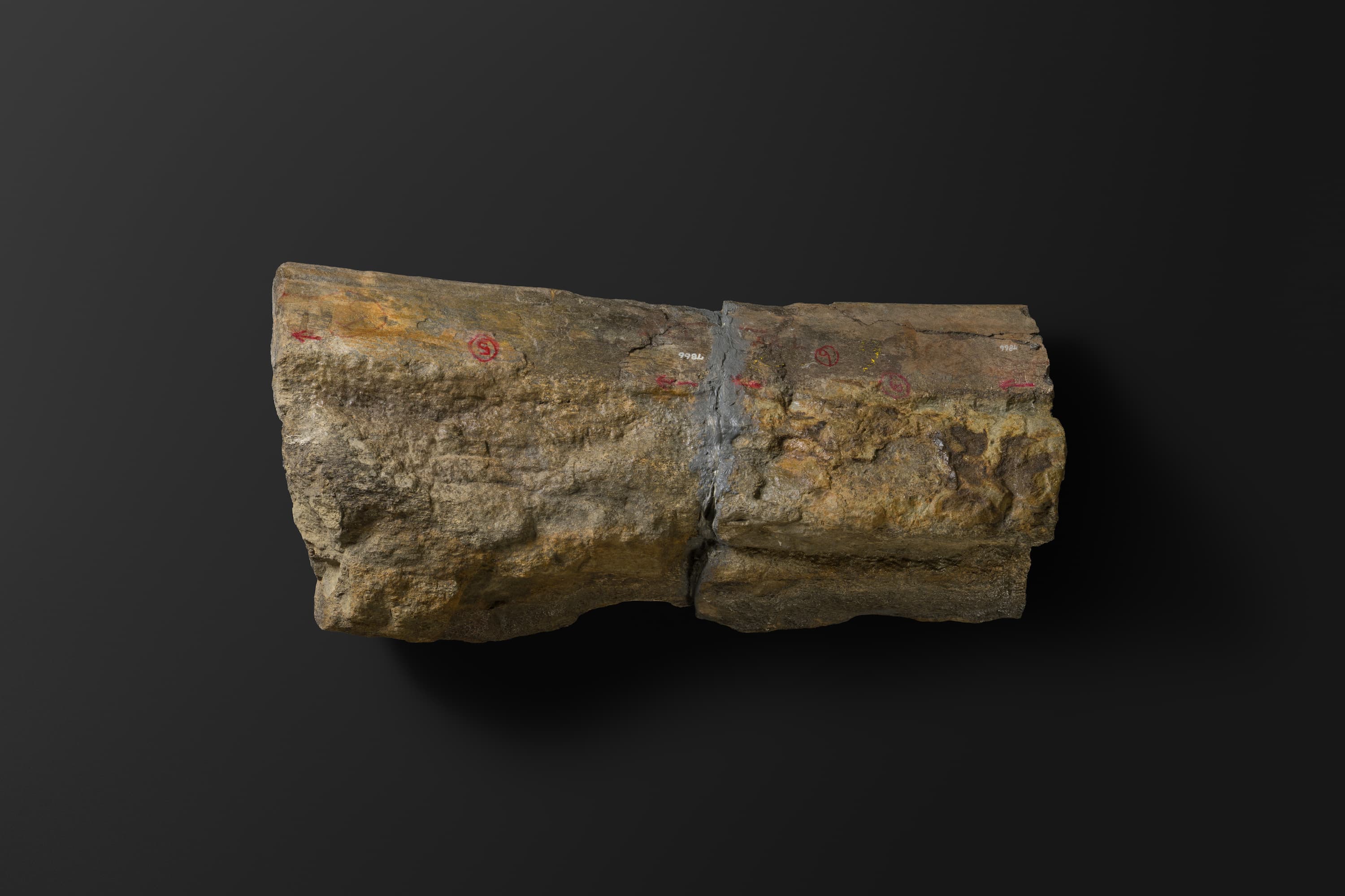 ほ乳類　マムロガワクジラの左下顎骨6_14_1