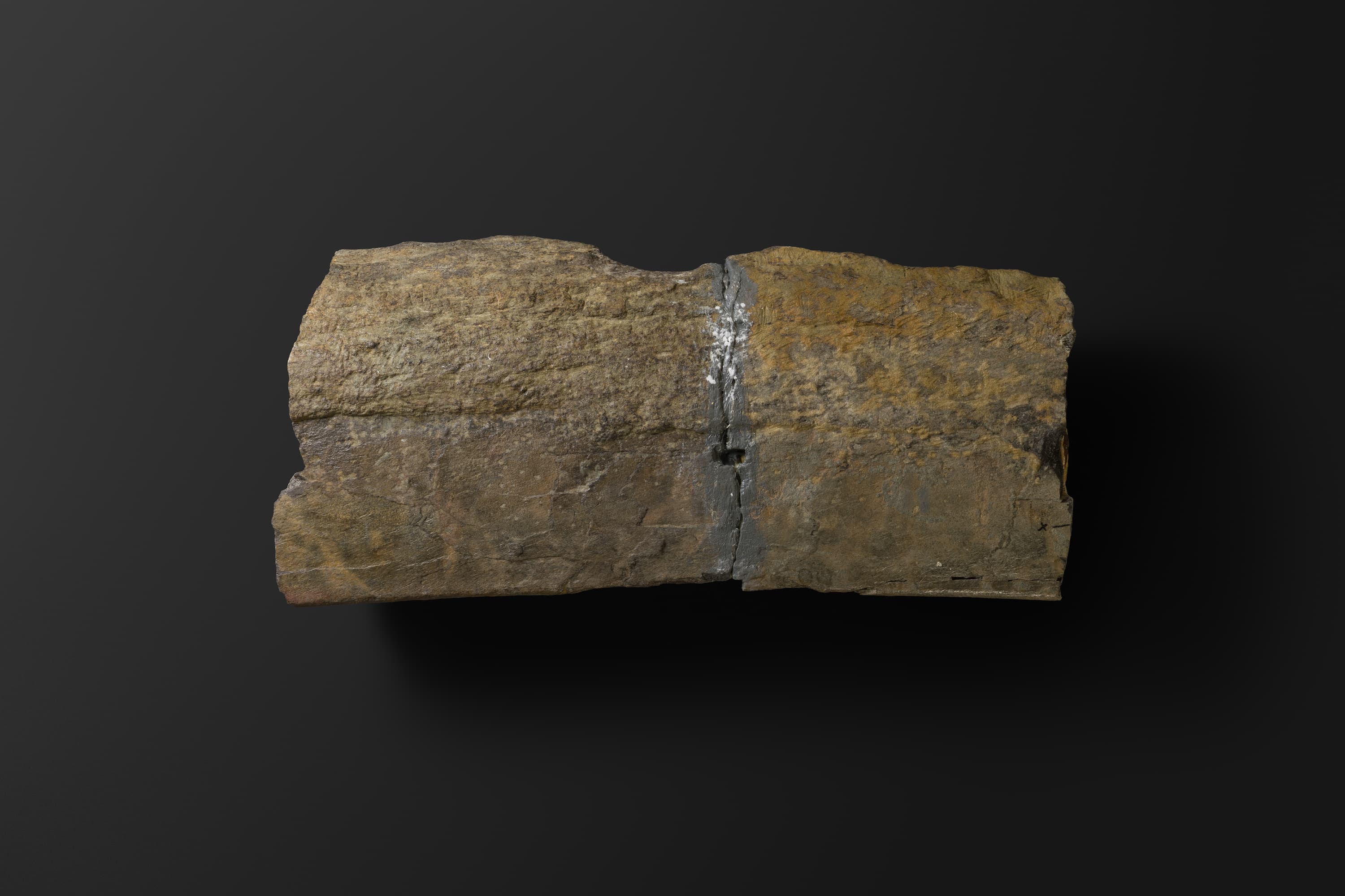 ほ乳類　マムロガワクジラの左下顎骨6_14_2