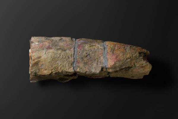 ほ乳類　マムロガワクジラの左下顎骨画像