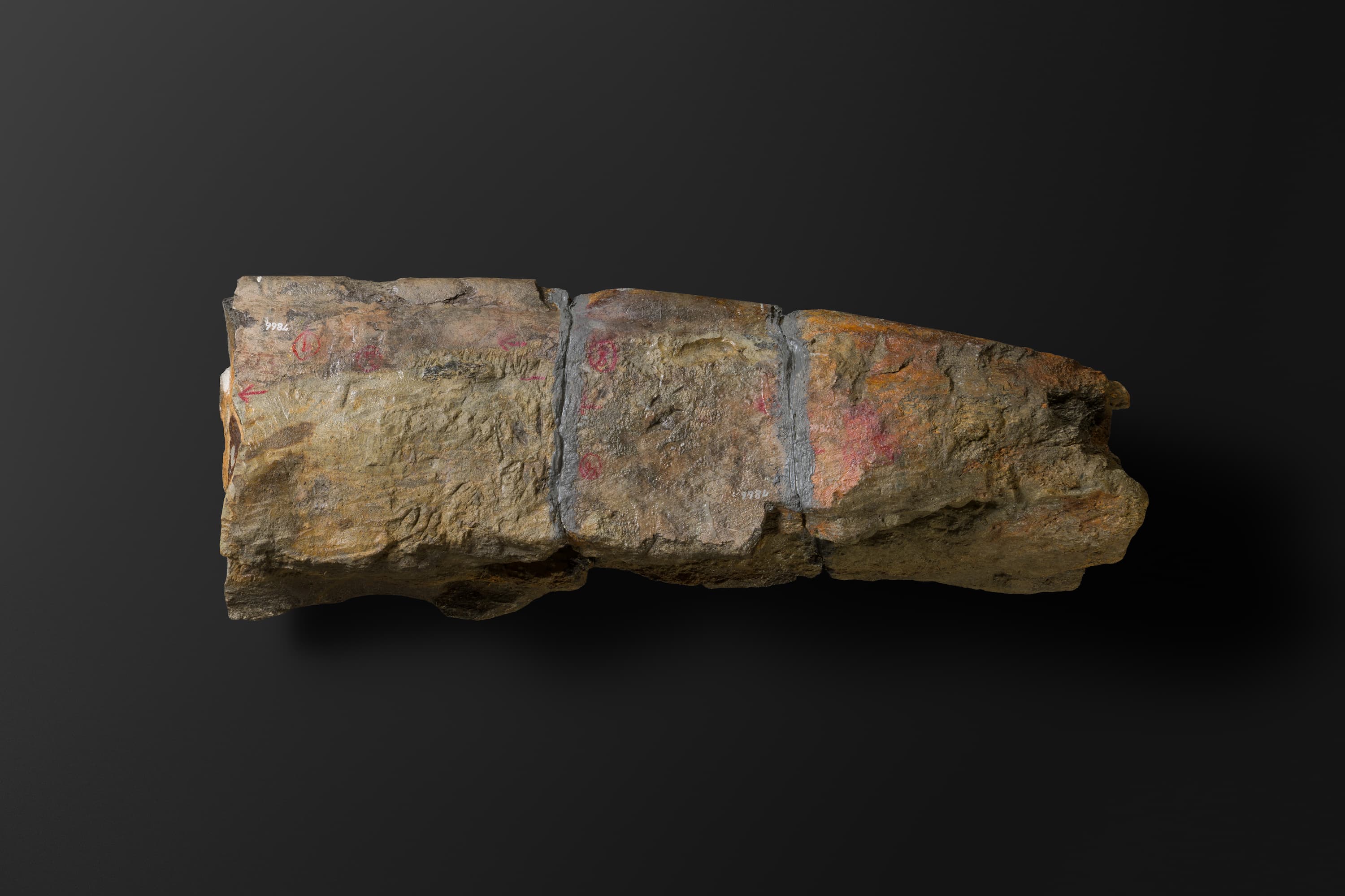 ほ乳類　マムロガワクジラの左下顎骨6_15_1