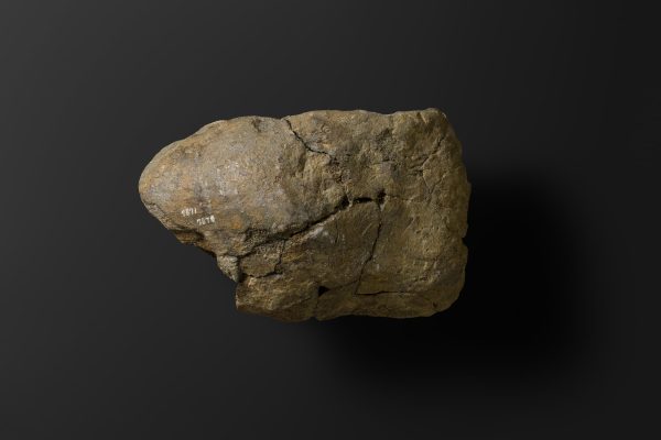 ほ乳類　マムロガワクジラの左下顎骨画像