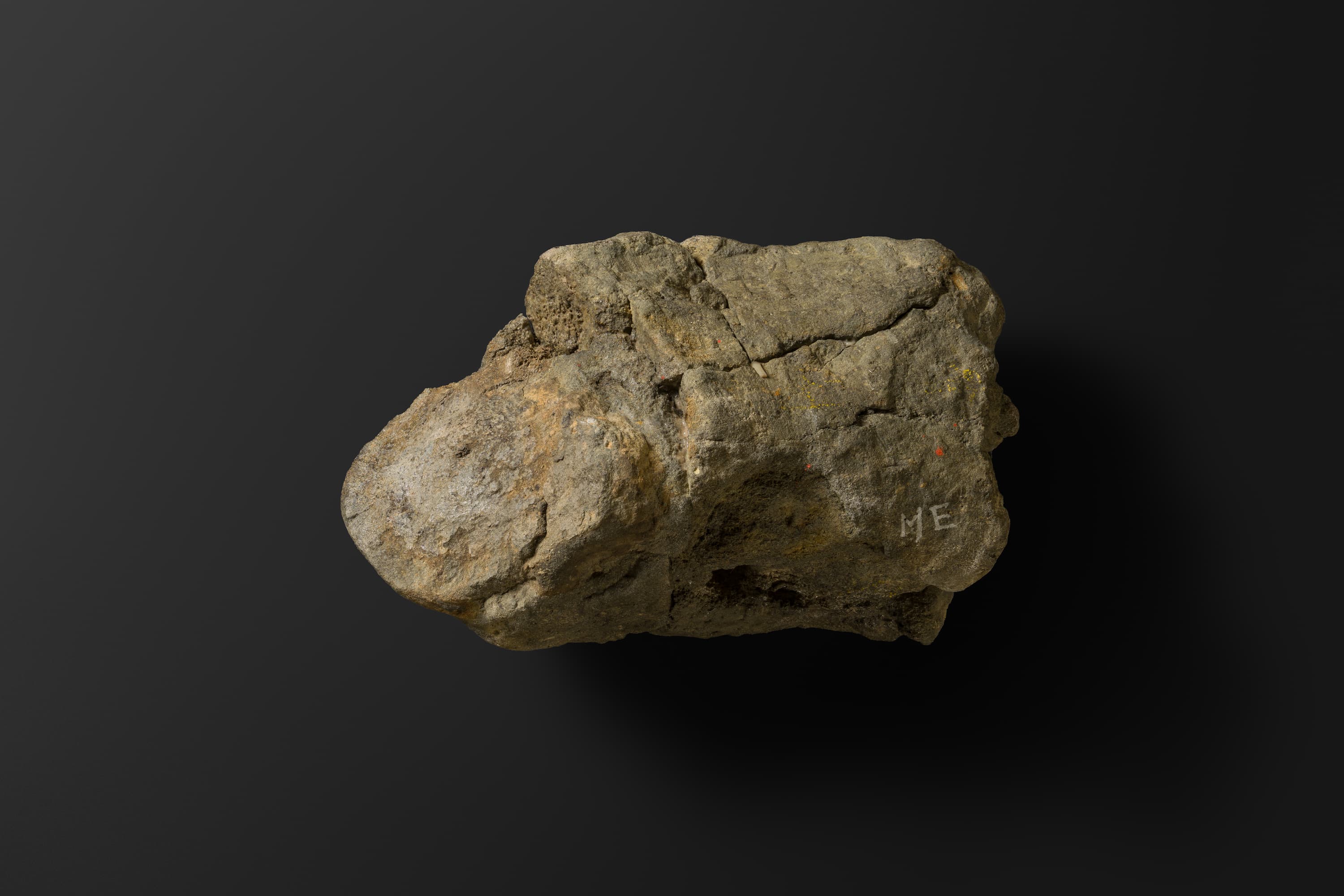 ほ乳類　マムロガワクジラの左下顎骨6_16_2