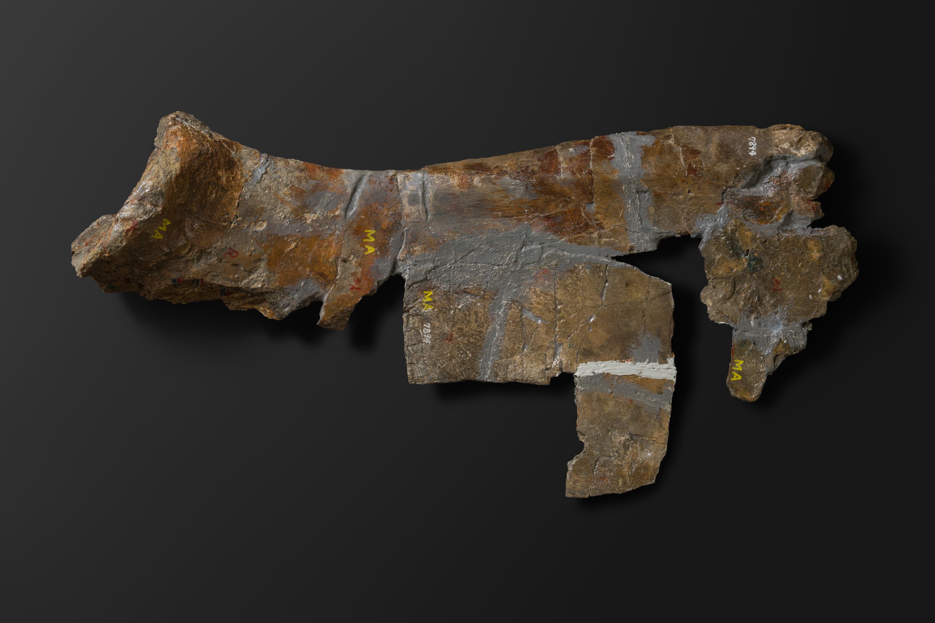 ほ乳類　マムロガワクジラの肩甲骨6_17_1