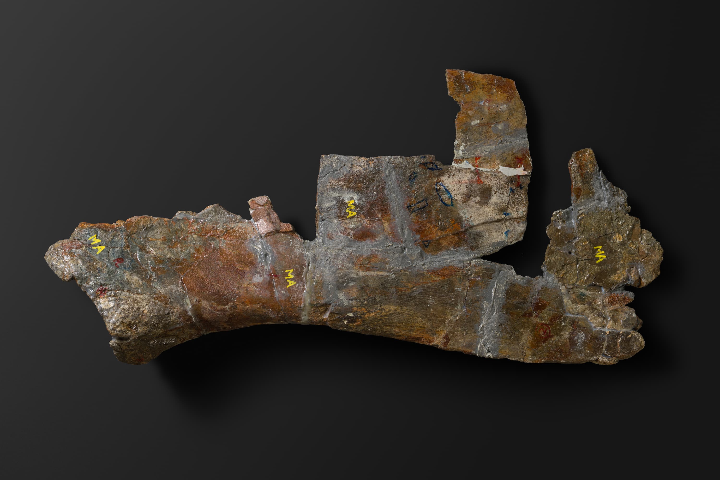 ほ乳類　マムロガワクジラの肩甲骨6_17_2