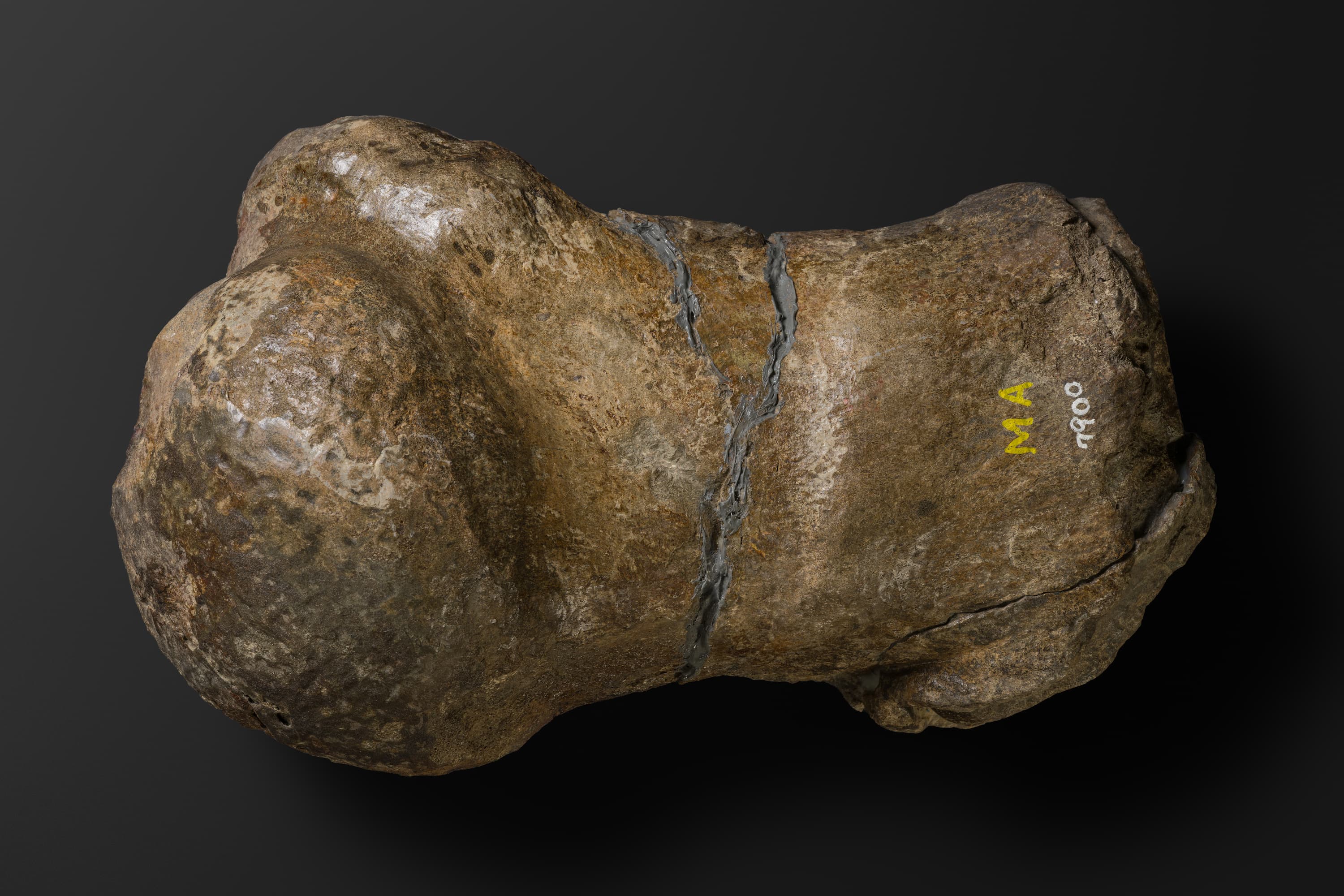 ほ乳類　マムロガワクジラの上腕骨6_18_1