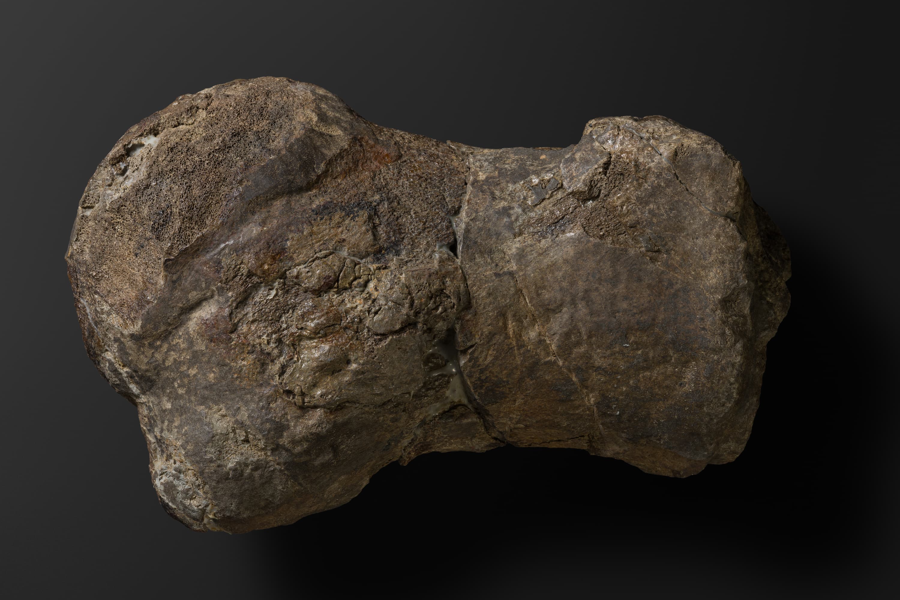 ほ乳類　マムロガワクジラの上腕骨6_18_2