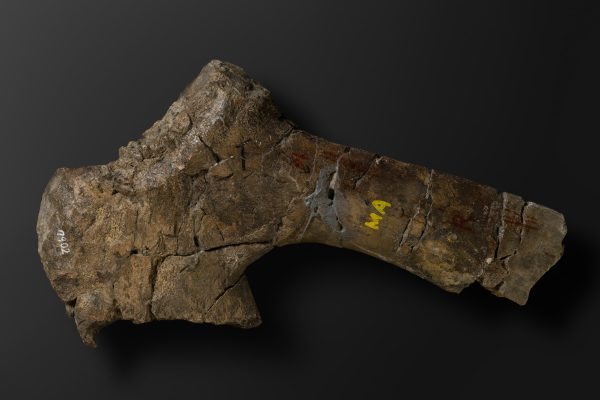 ほ乳類　マムロガワクジラの橈骨画像