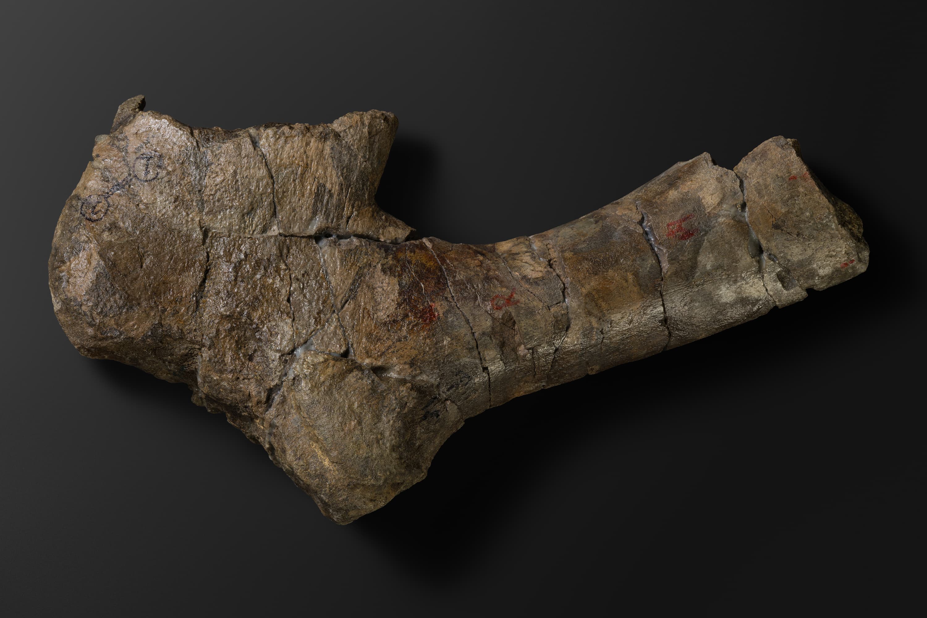 ほ乳類　マムロガワクジラの橈骨6_19_2