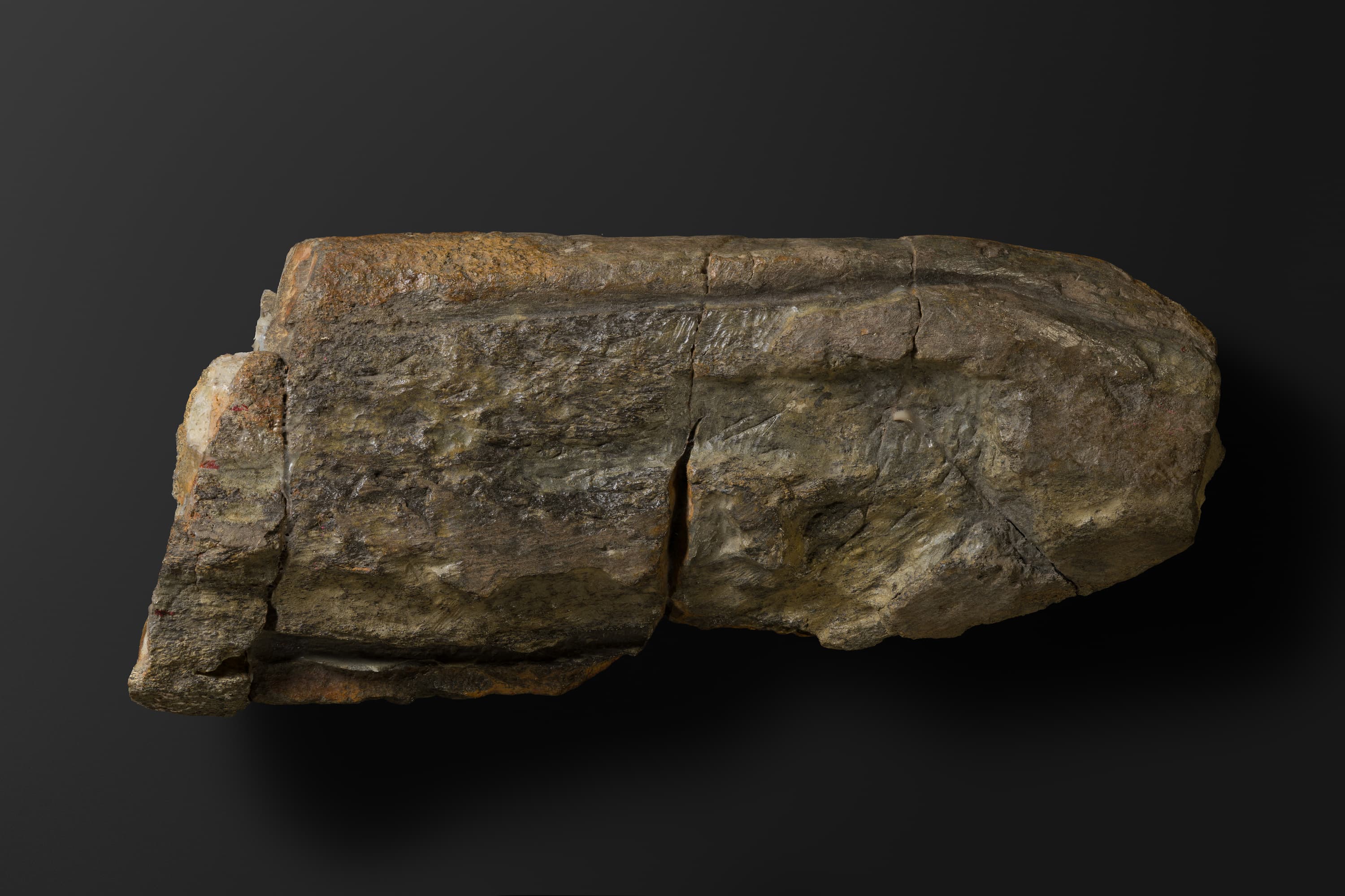 ほ乳類　マムロガワクジラの右下顎骨6_1_1