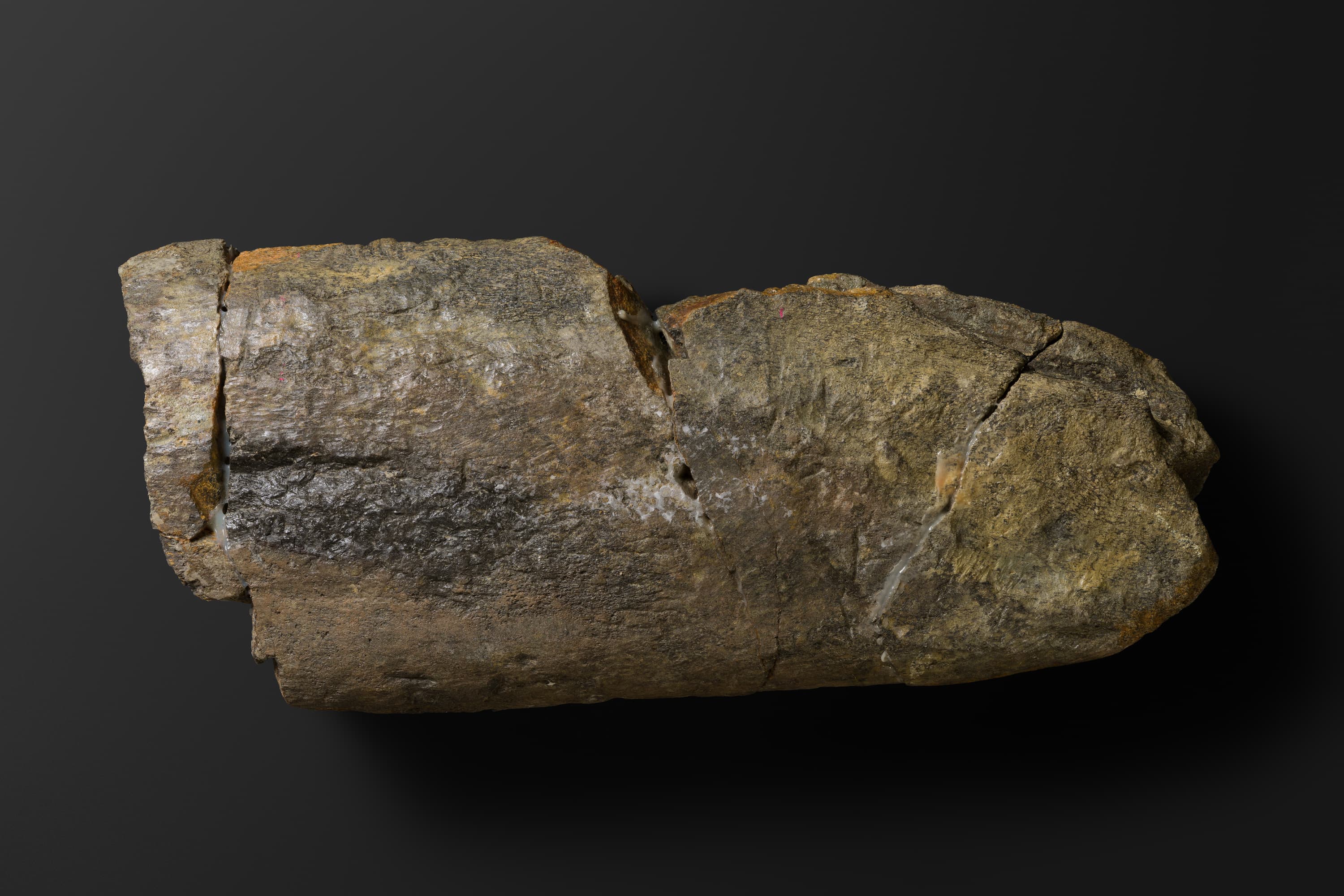 ほ乳類　マムロガワクジラの右下顎骨6_1_2