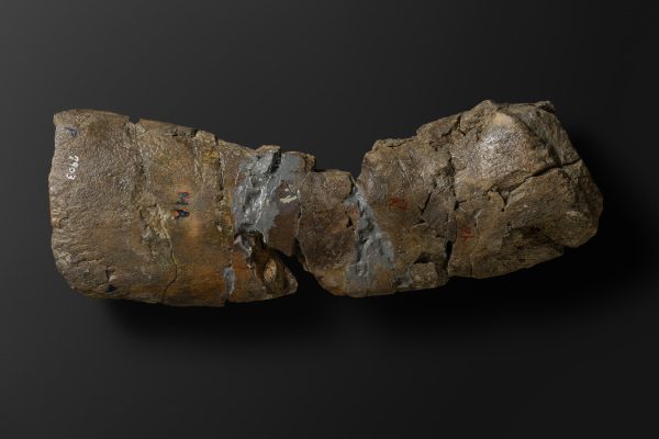 ほ乳類　マムロガワクジラの尺骨画像