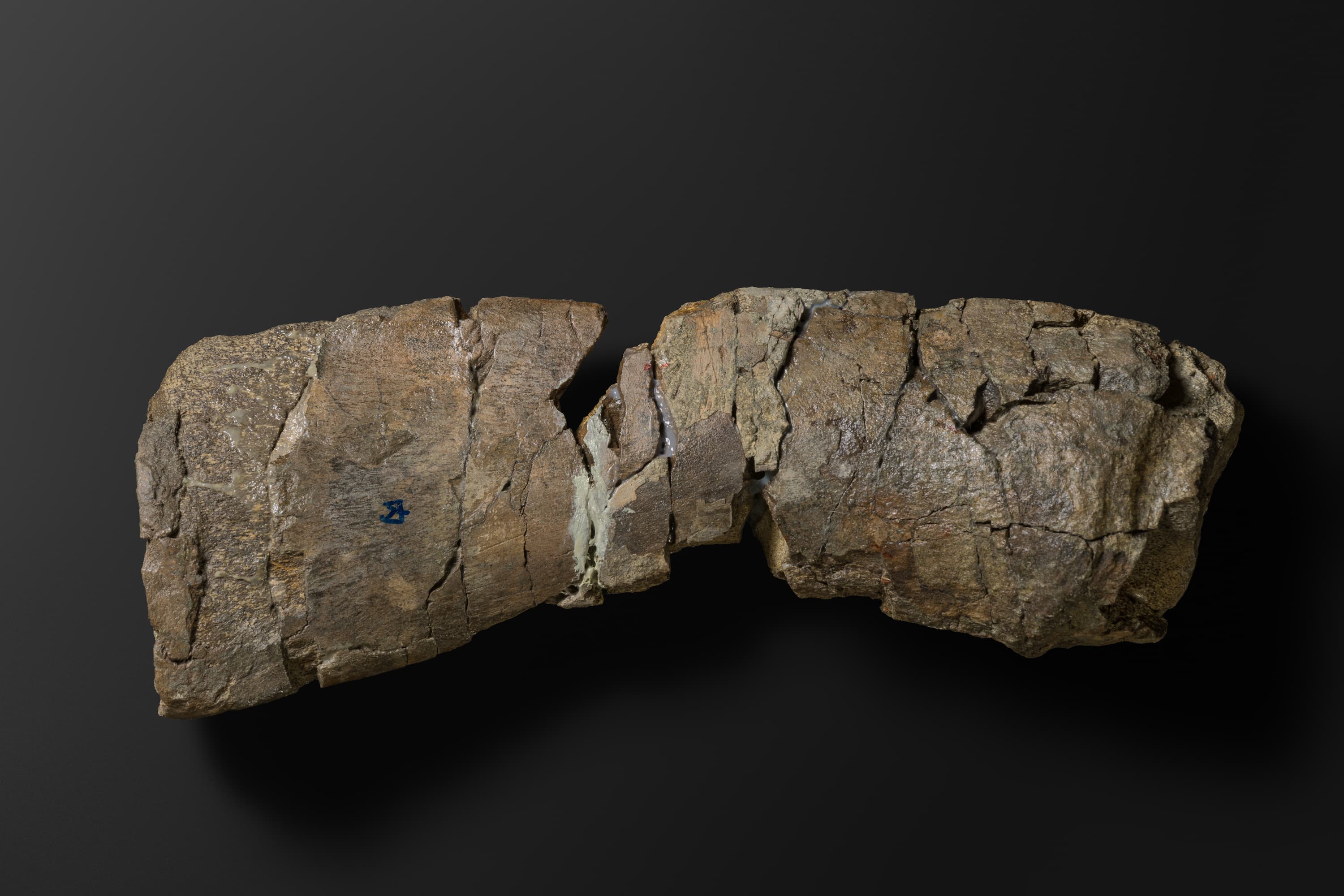 ほ乳類　マムロガワクジラの尺骨6_20_2