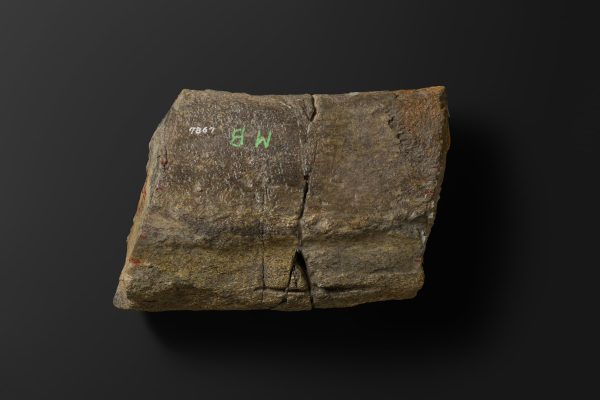 ほ乳類　マムロガワクジラの右下顎骨画像