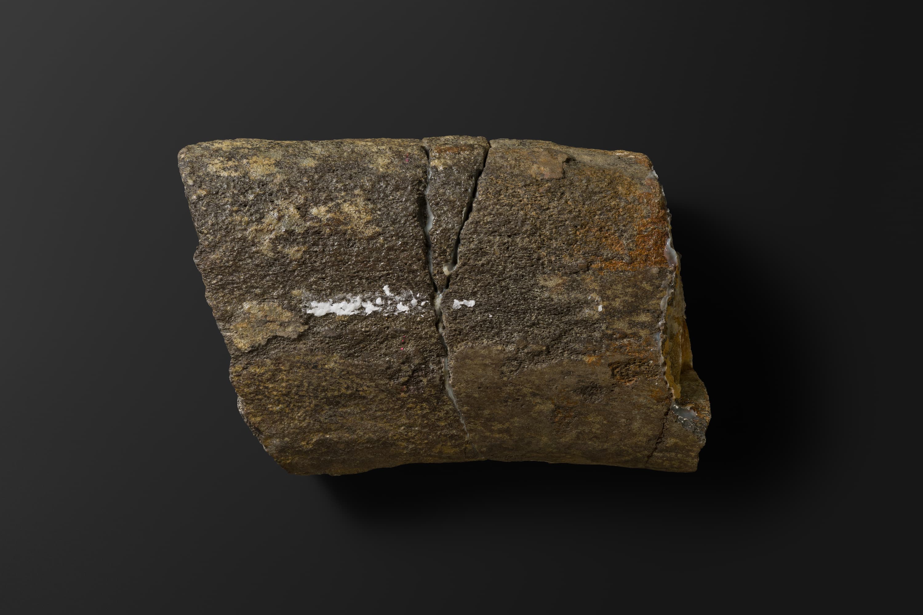 ほ乳類　マムロガワクジラの右下顎骨6_2_2