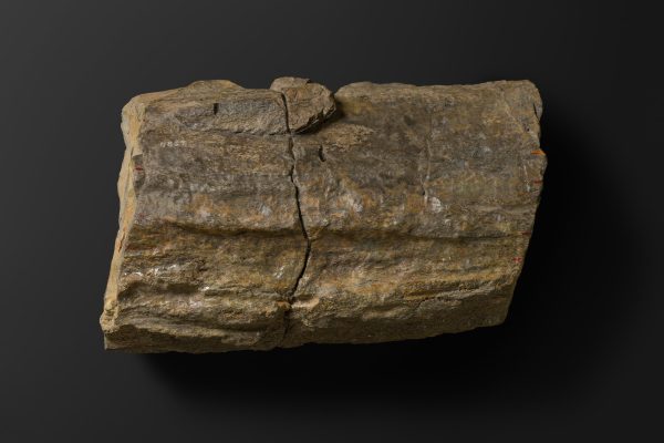 ほ乳類　マムロガワクジラの右下顎骨画像