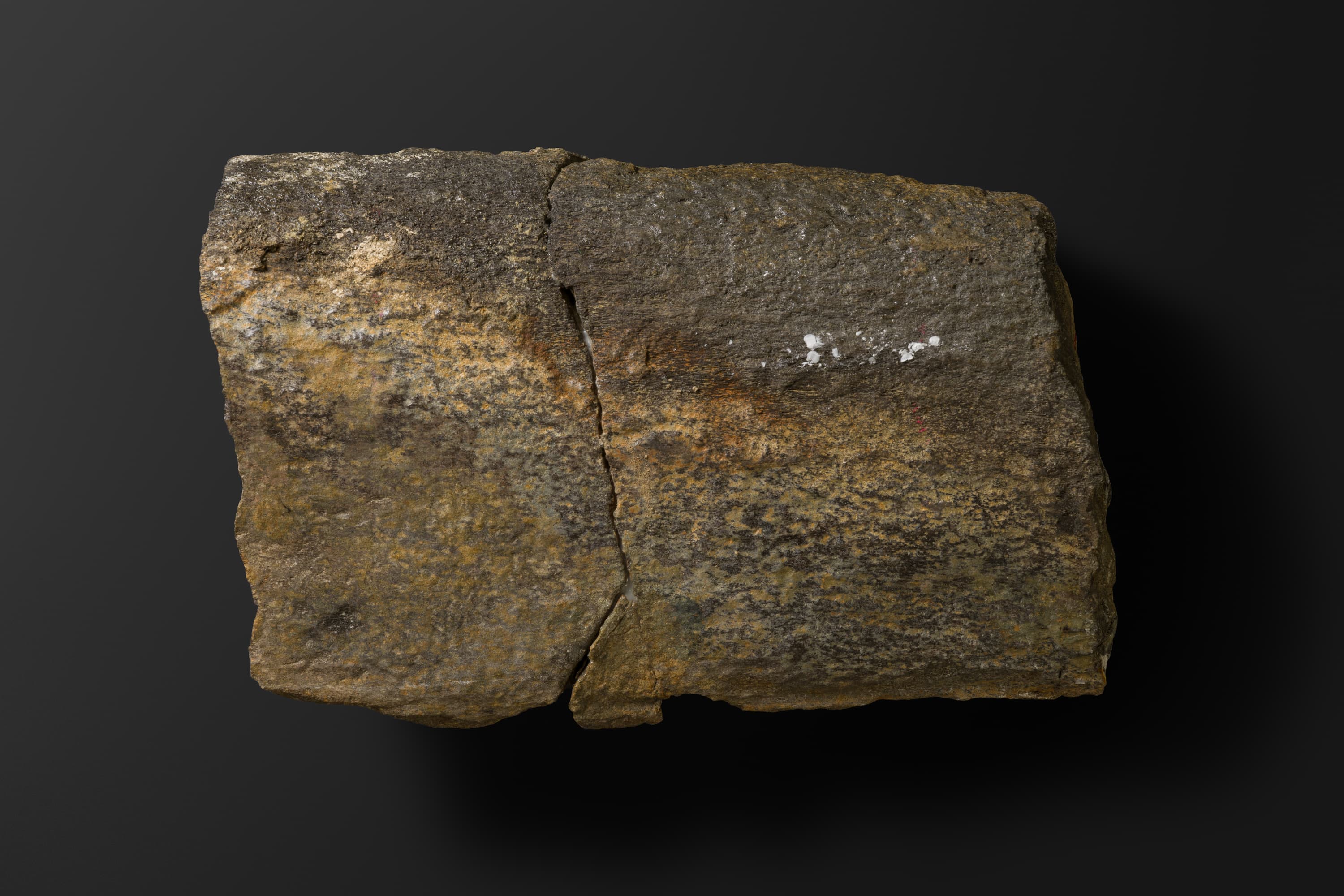 ほ乳類　マムロガワクジラの右下顎骨6_3_2